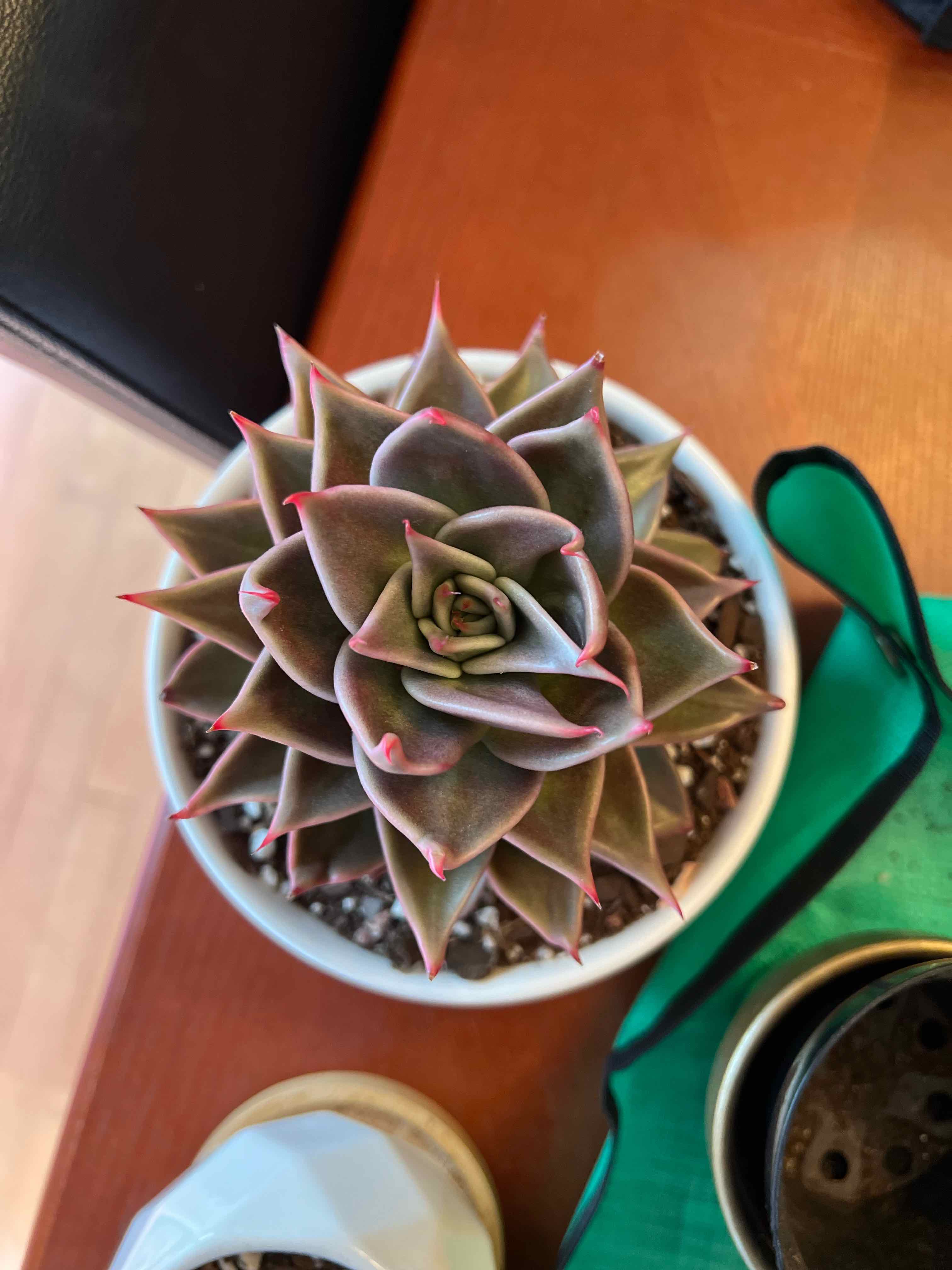 Photo of the plant species Jade Star Echeveria by @vvvelo named Jade Star Echeveria on Greg, the plant care app