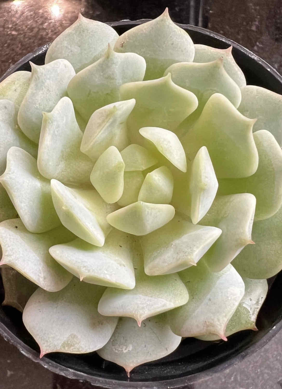 Healthy Painted Lady succulent with thick, fleshy leaves in a rosette pattern.
