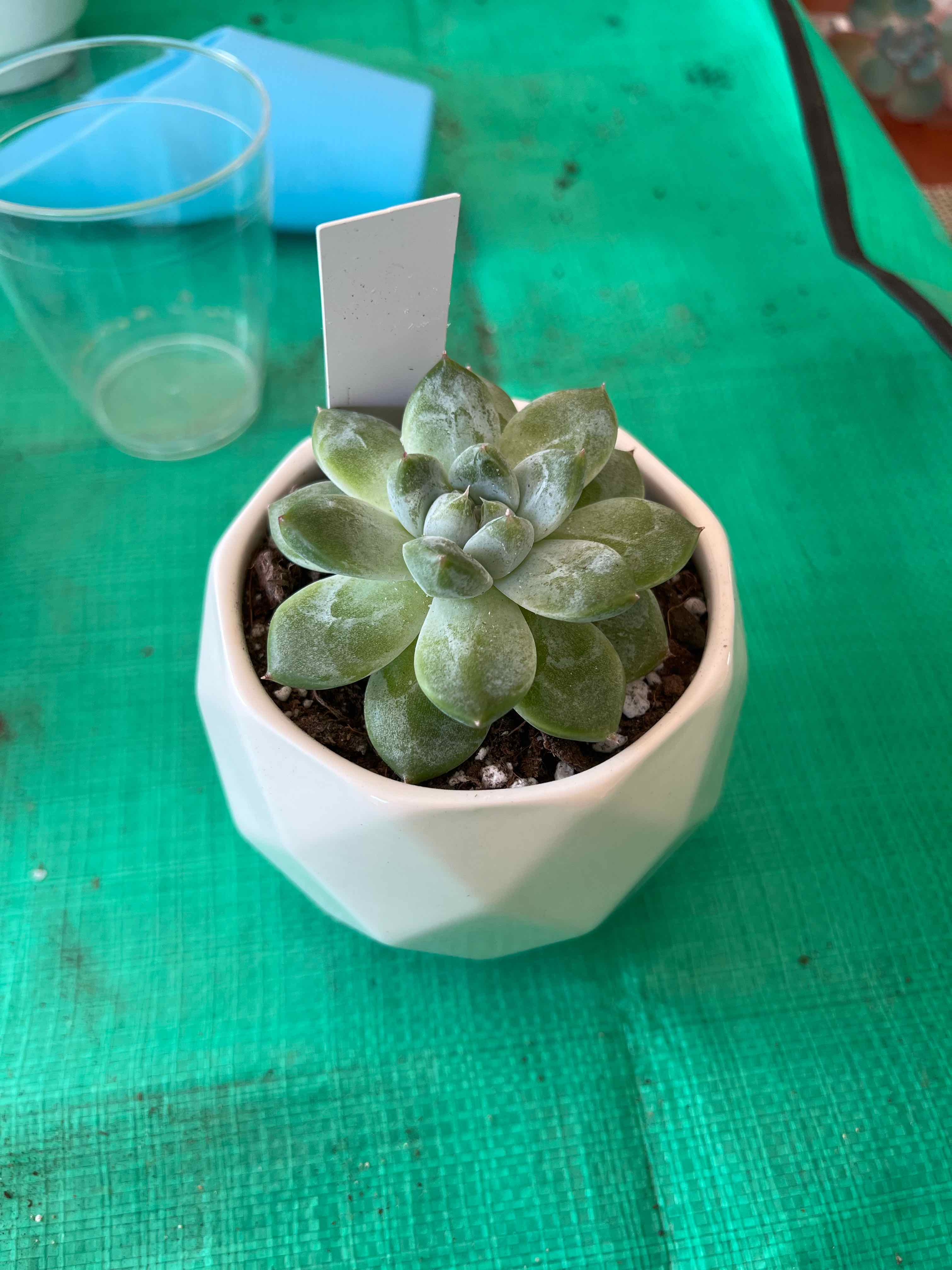 Photo of the plant species Echeveria 'Alba Beauty' by @vvvelo named Alba Beauty on Greg, the plant care app