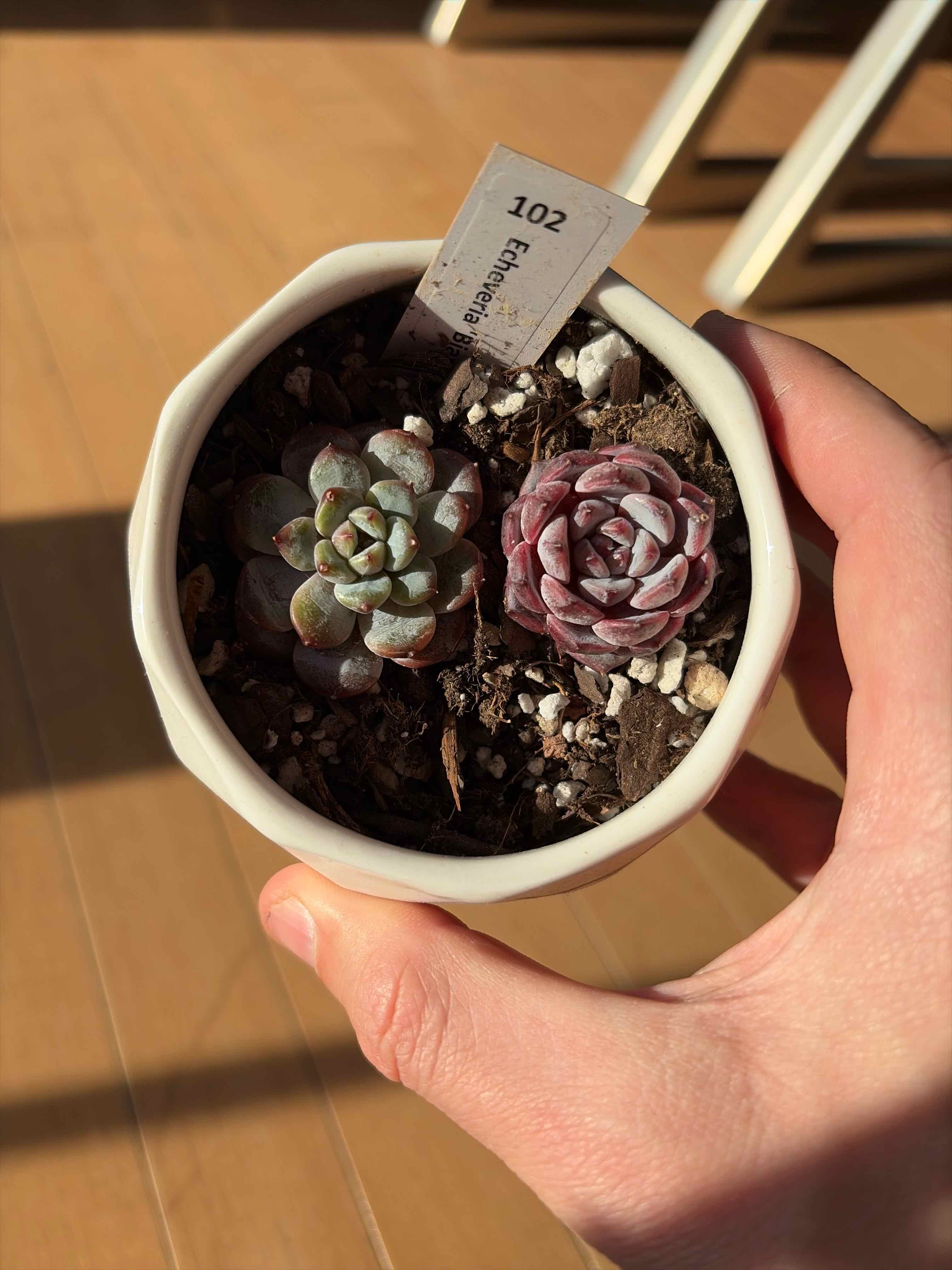 Photo of the plant species biante by @vvvelo named Biante on Greg, the plant care app