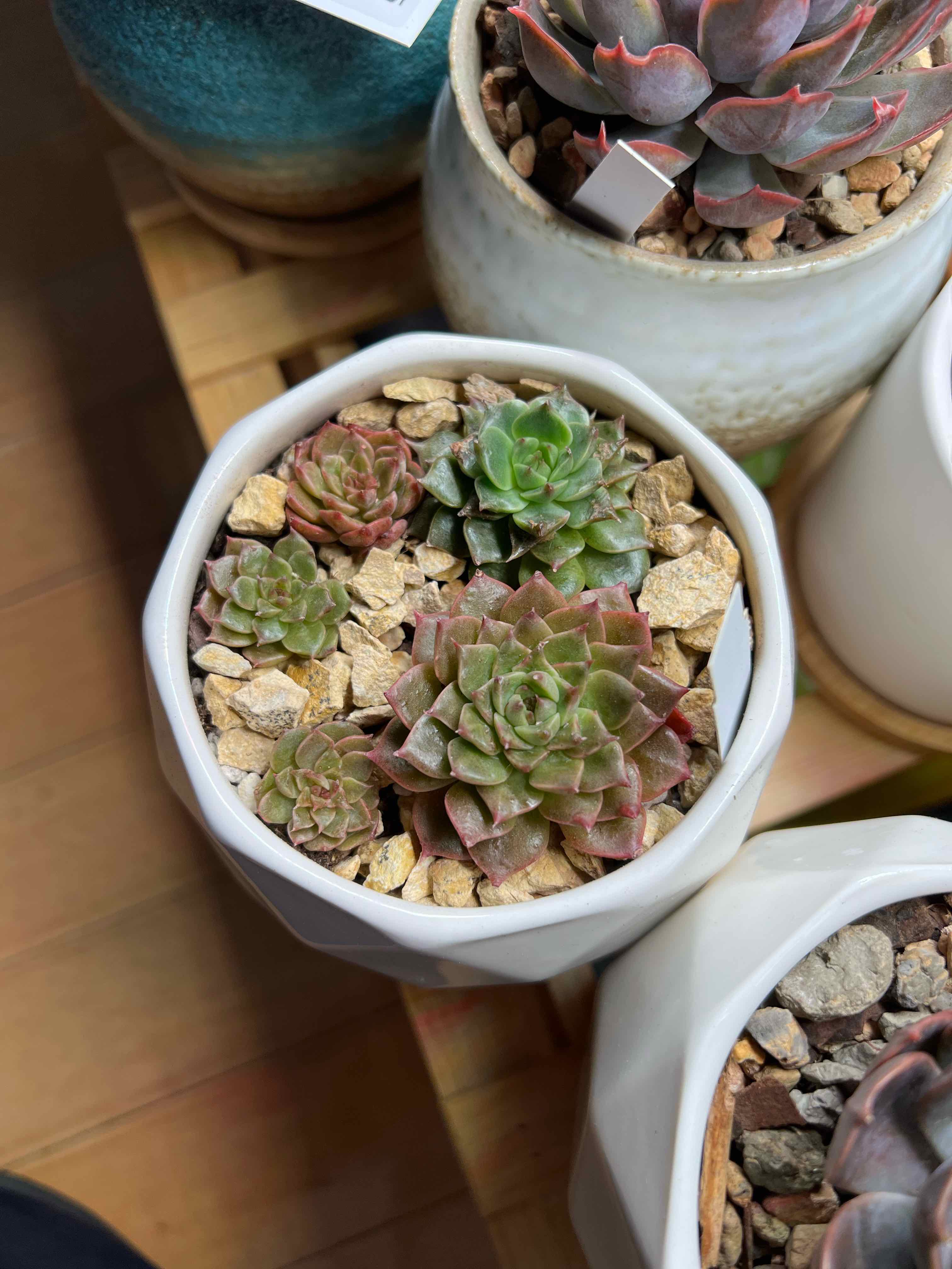 Olivia (Graptoveria)