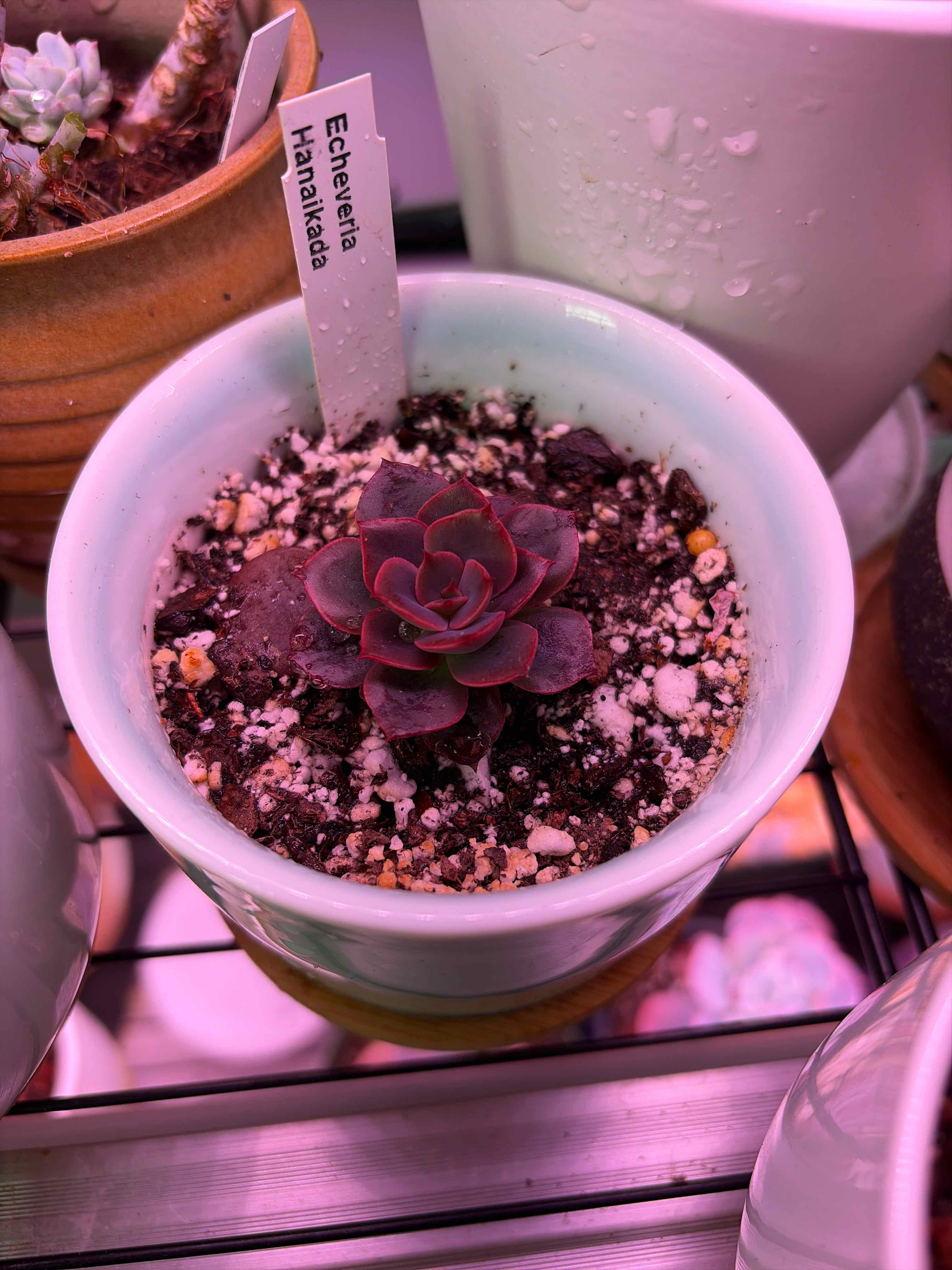 Photo of the plant species Hanaikada Echeveria by @vvvelo named Hanaikada on Greg, the plant care app