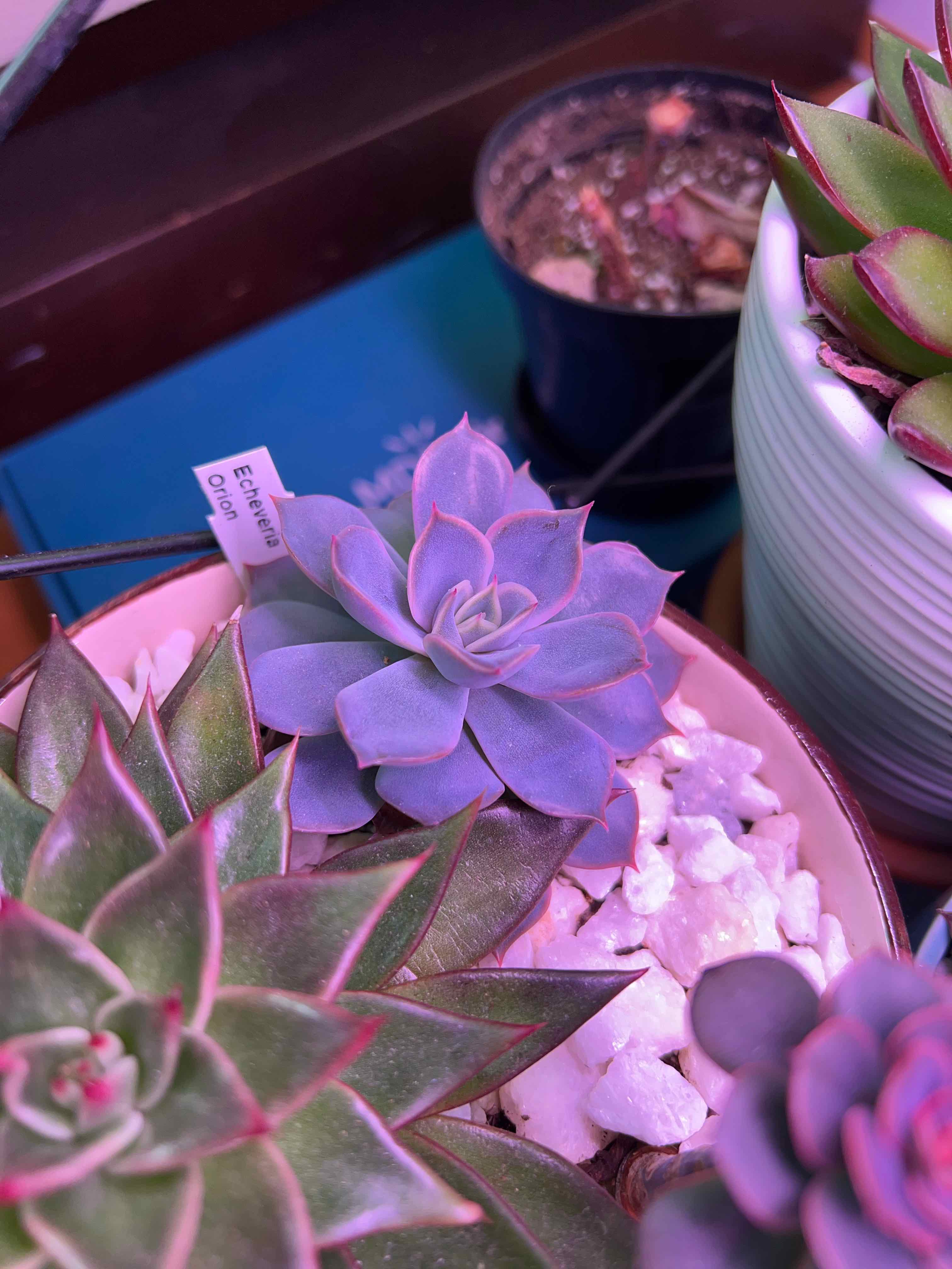 Echeveria 'Orion' succulent plant with healthy leaves, surrounded by other plants.