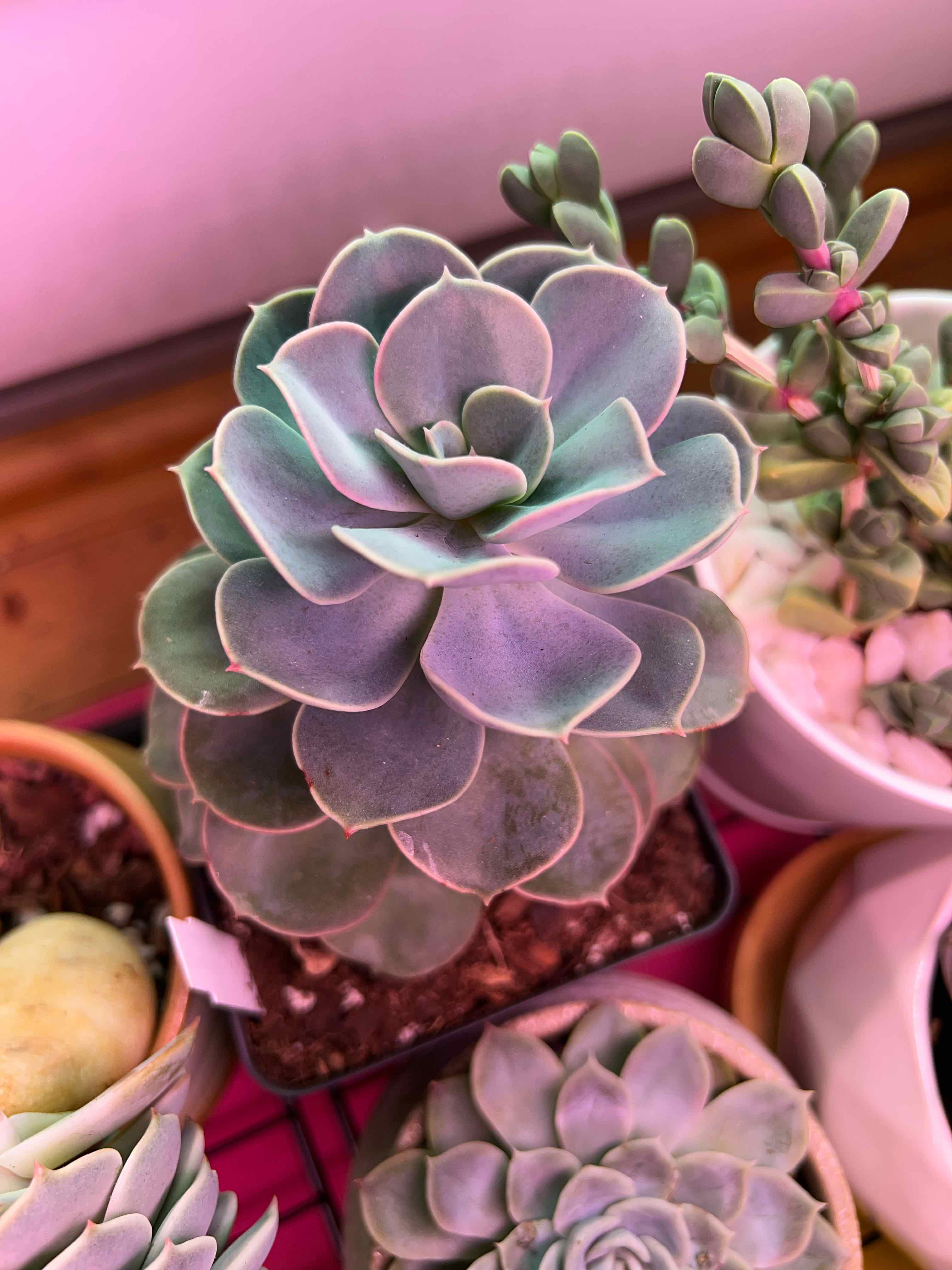 Photo of the plant species Echeveria 'Green Pearl' by @vvvelo named Green Pearl on Greg, the plant care app