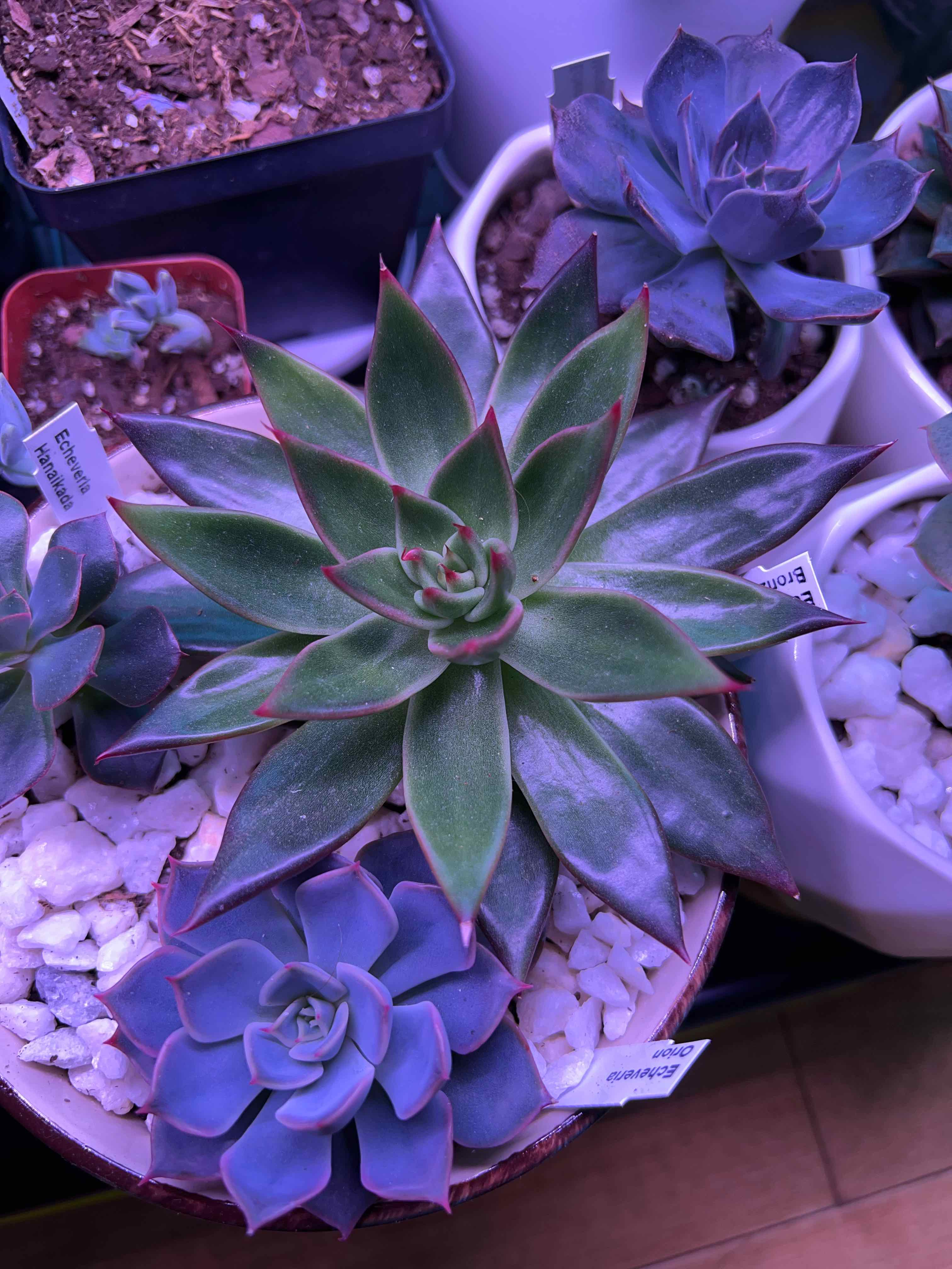 Photo of the plant species Bronze Beauty Echeveria by @vvvelo named Bronze Beauty on Greg, the plant care app
