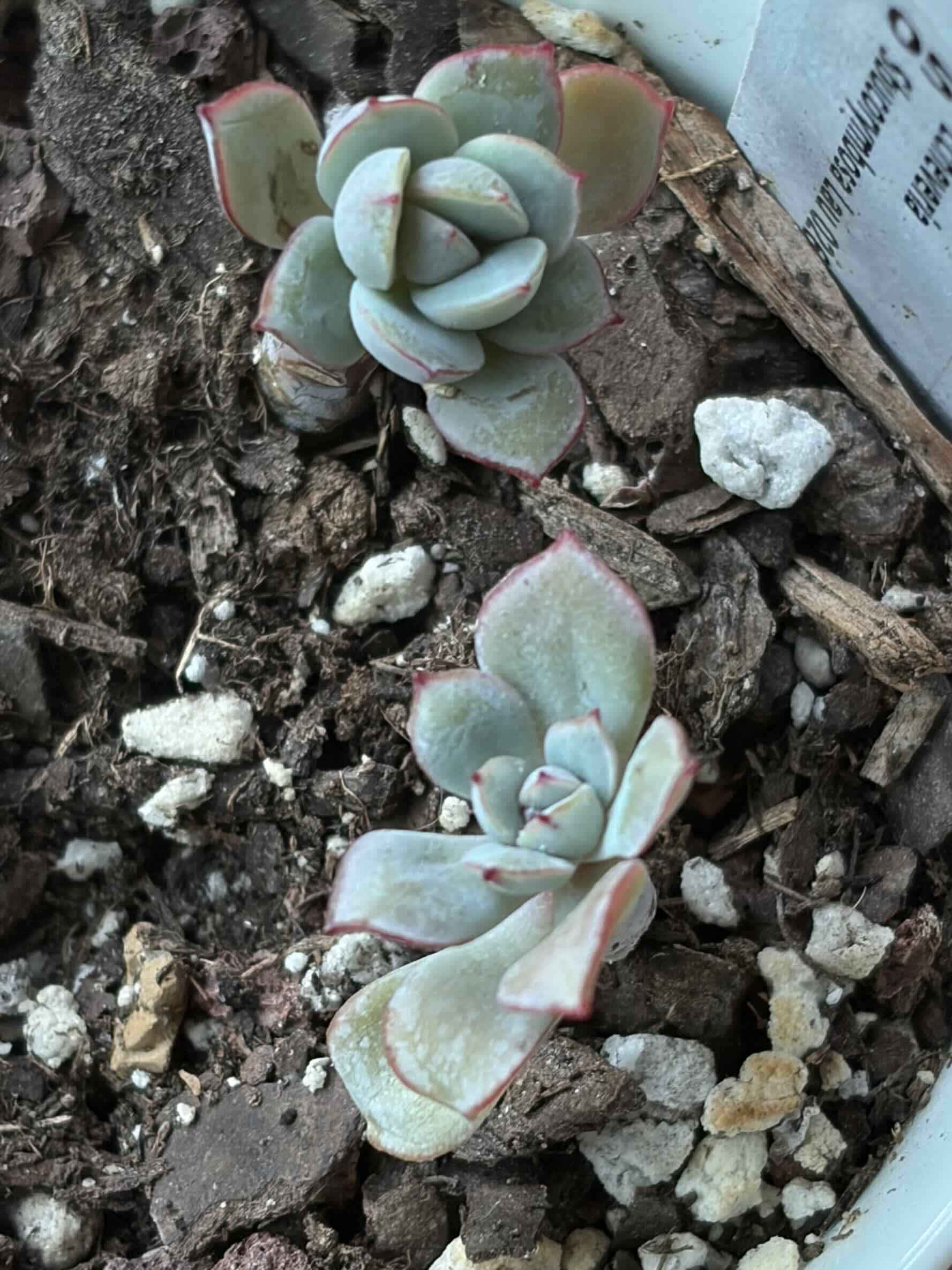 Photo of the plant species Ech.'Subcorymbosa Lau' by @vvvelo named Subcorymbosa Lau 026 on Greg, the plant care app