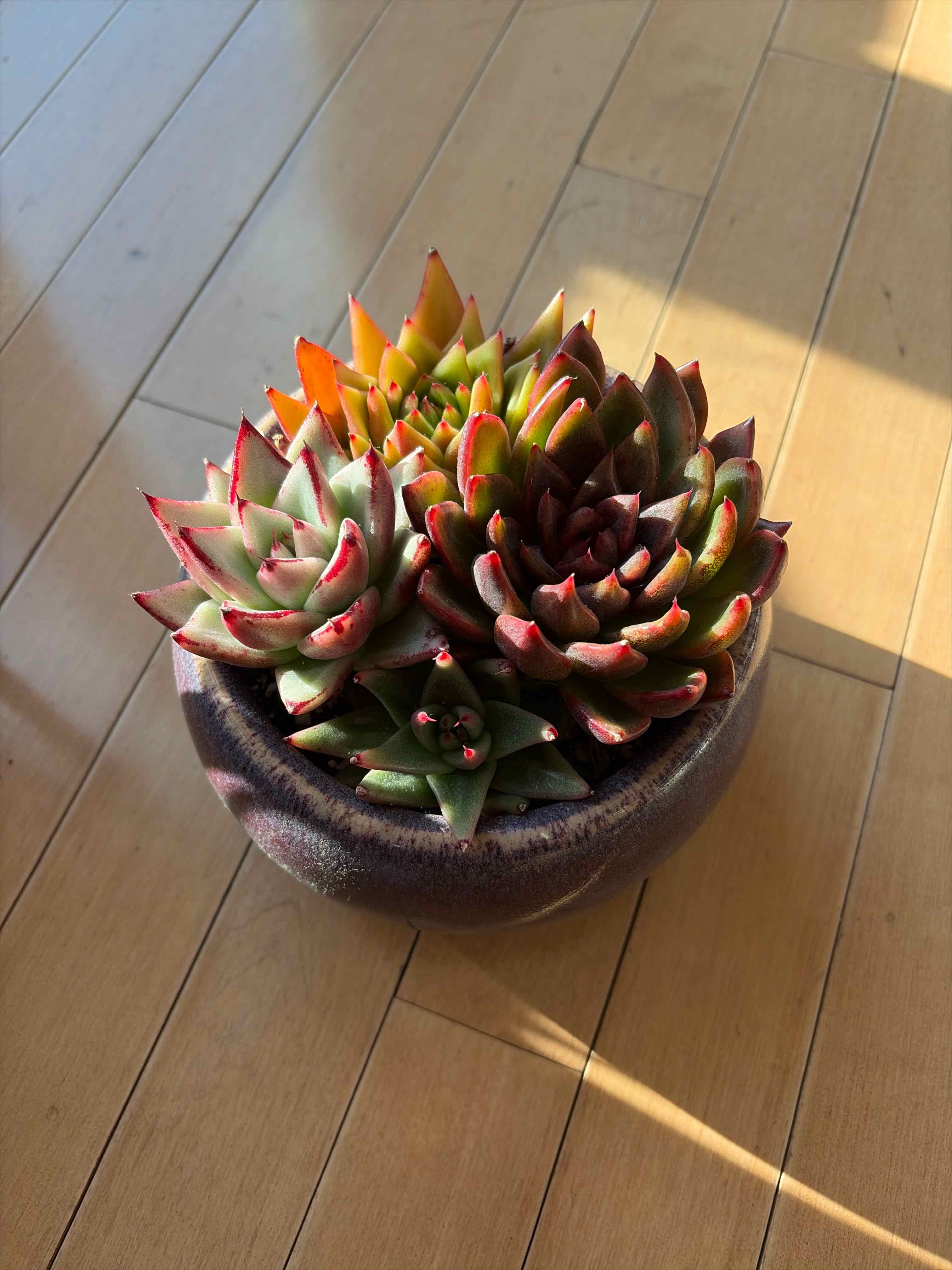 Agavoides CLUB