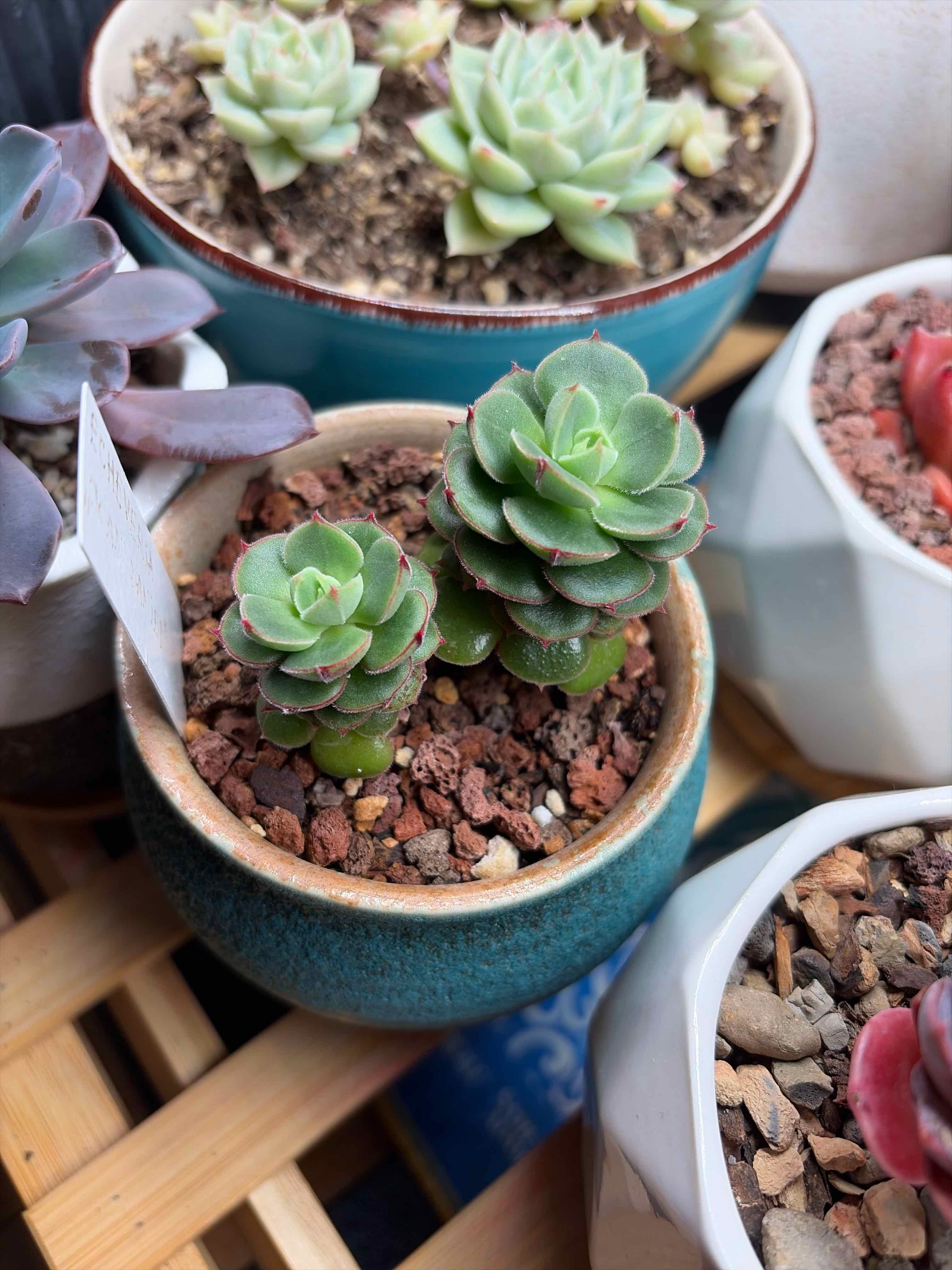 Photo of the plant species Echeveria 'Joan Daniel' by @vvvelo named Joan Daniel on Greg, the plant care app
