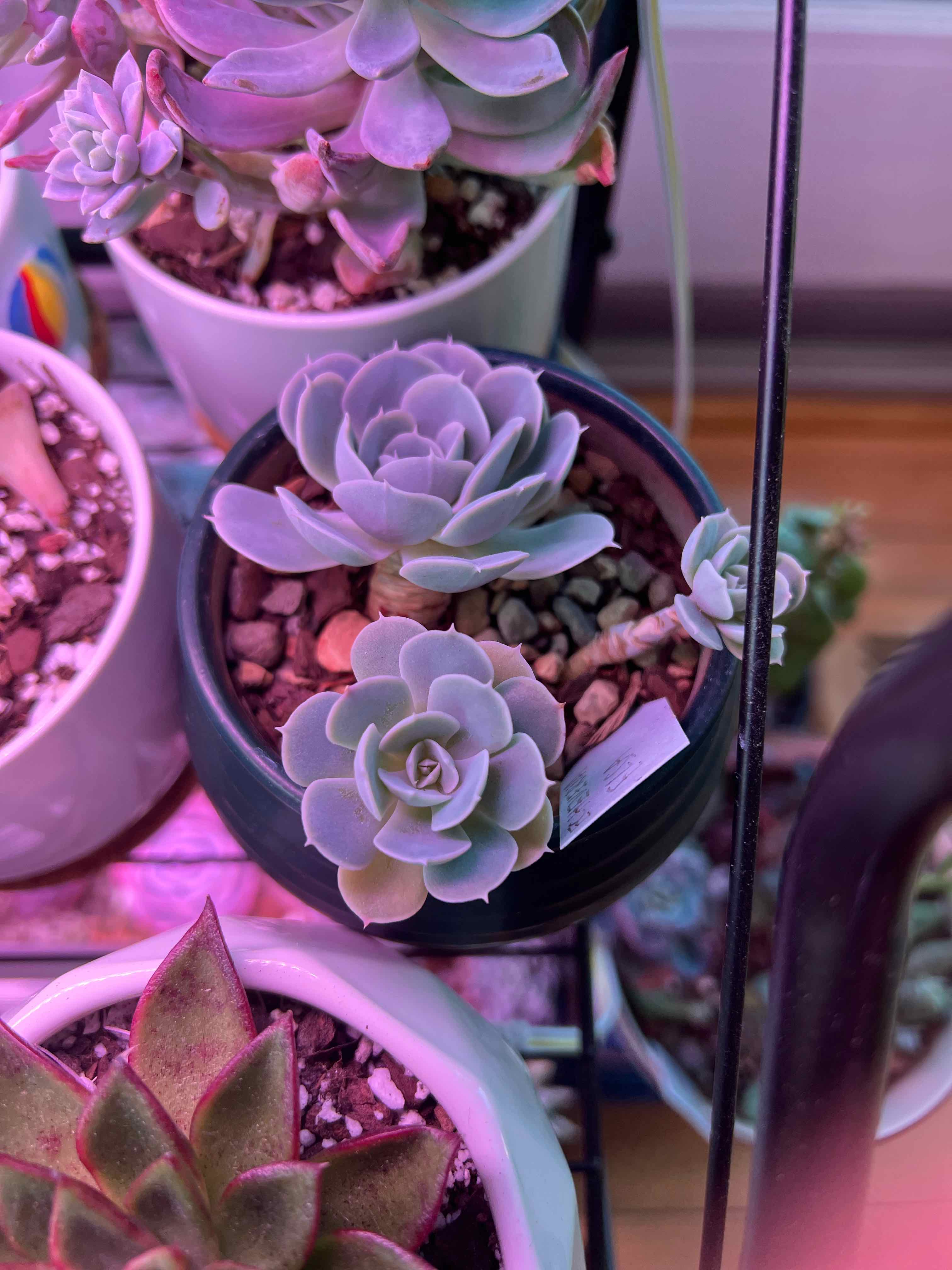 Photo of the plant species Echeveria 'Elsa' by @vvvelo named Elsa on Greg, the plant care app