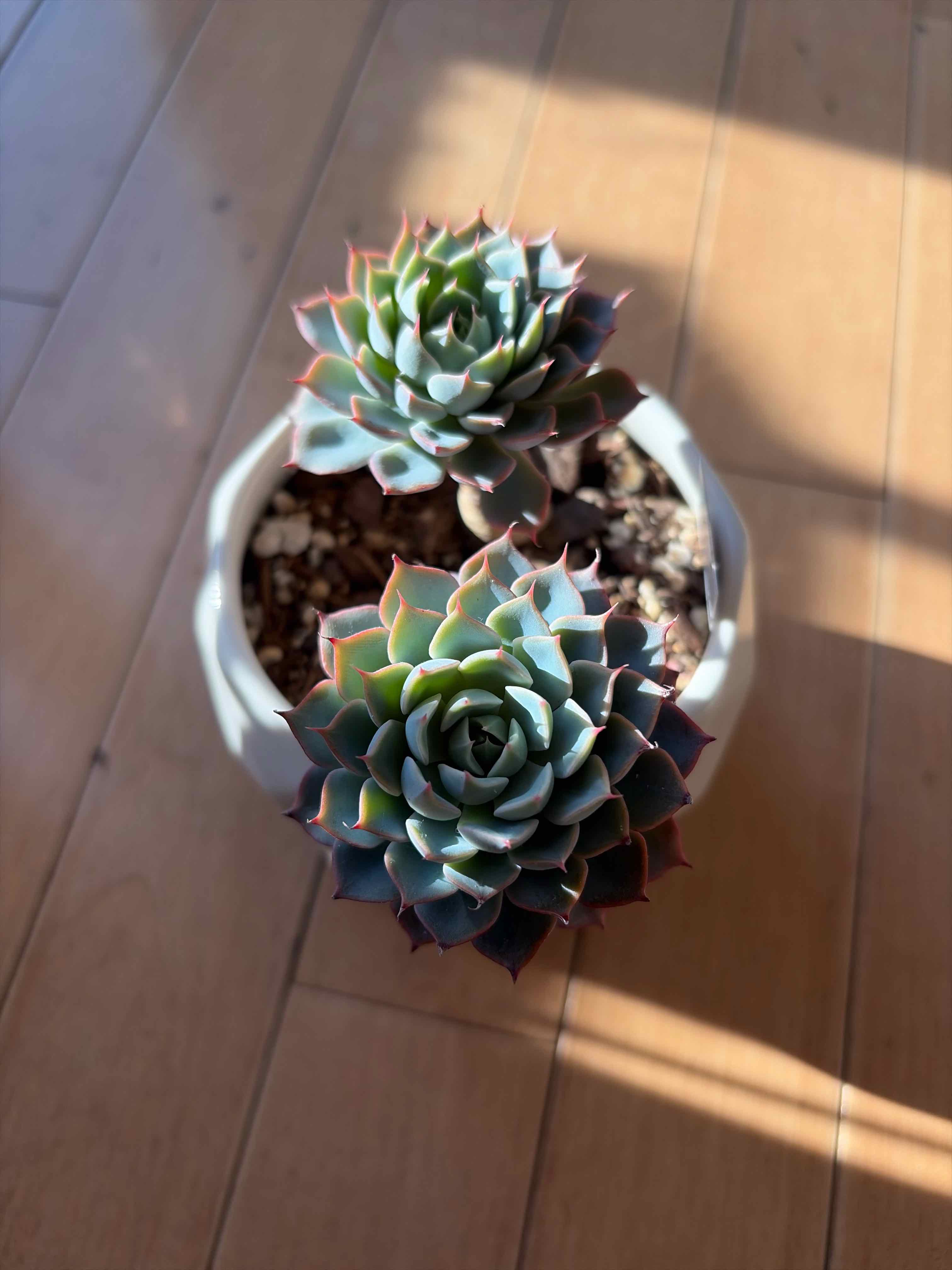 Photo of the plant species Echeveria 'Allegra' by @vvvelo named Allegra on Greg, the plant care app