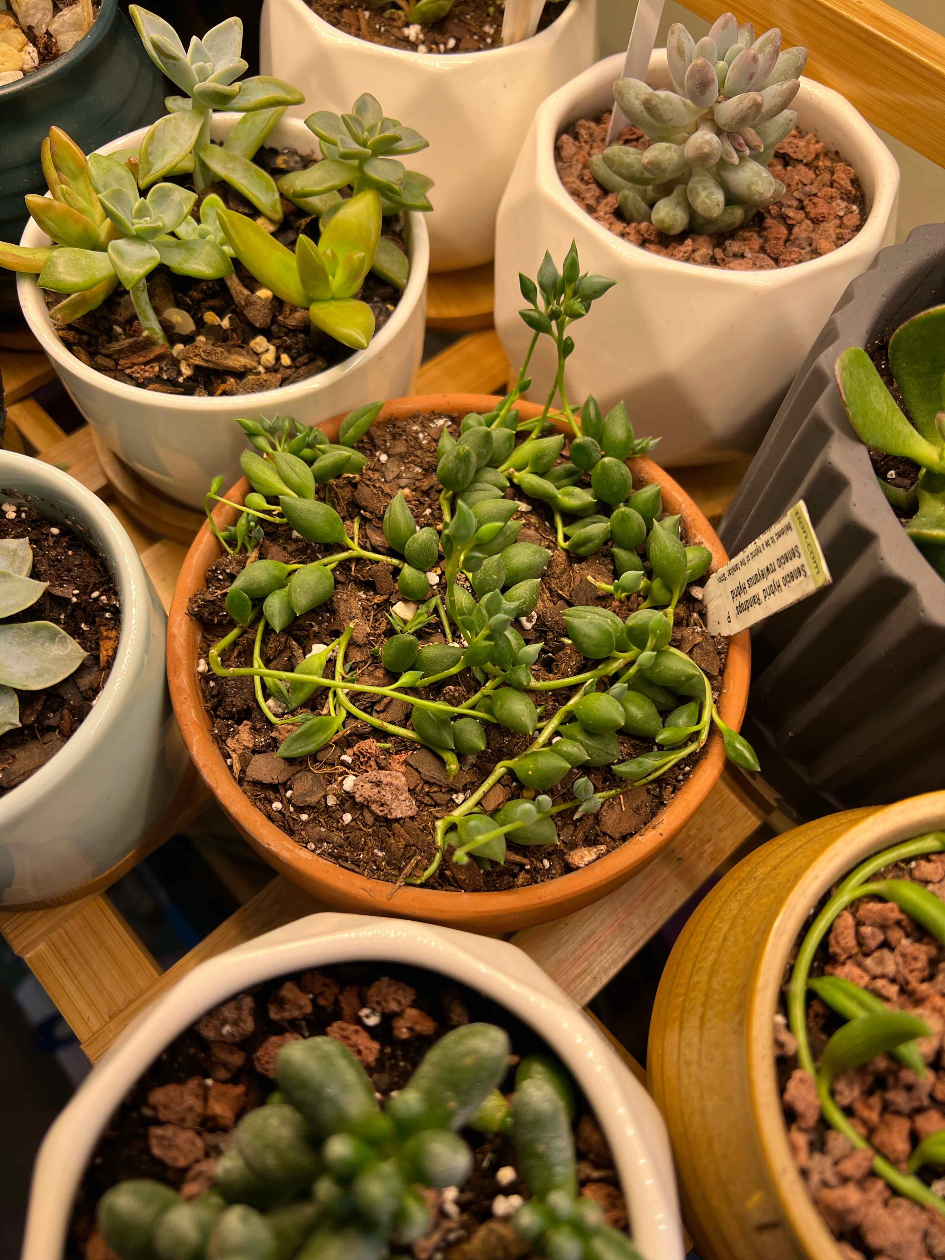 Multiple potted succulent plants, with a focus on a healthy String of Raindrops.