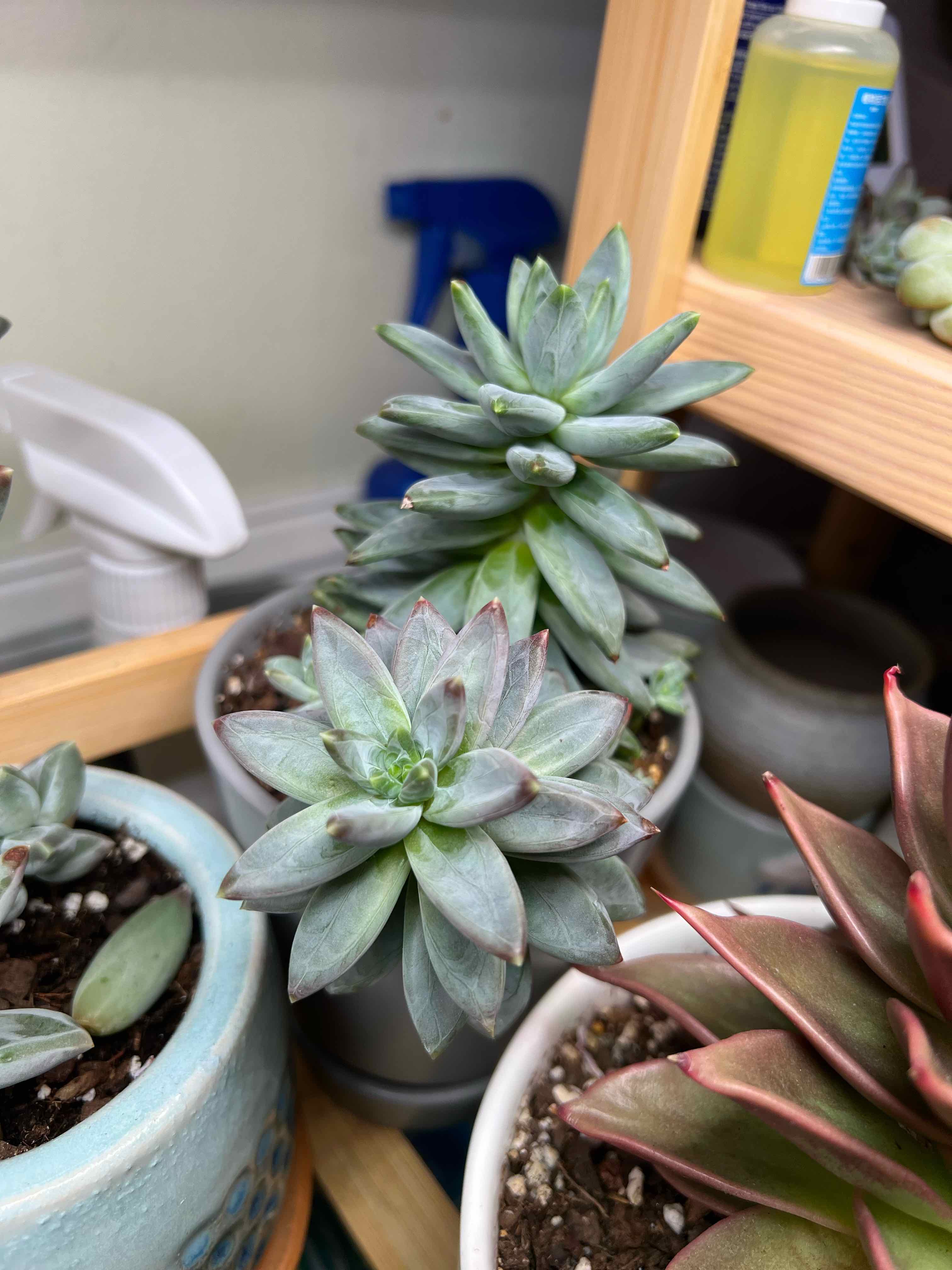Pachyveria Little Jewel plant in a pot, healthy with plump leaves.