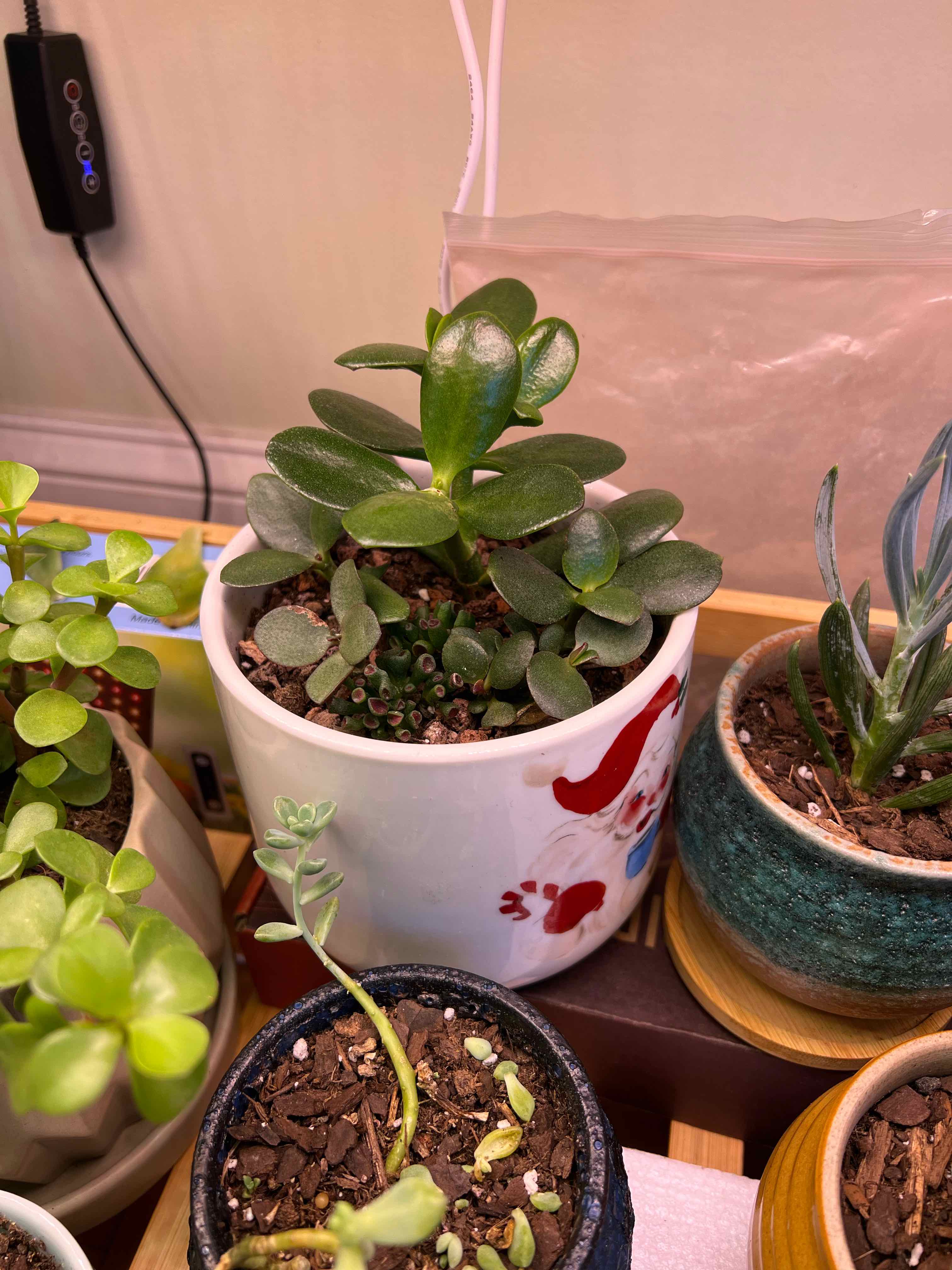Golden Jade plant in a white pot with other plants nearby, appears healthy.