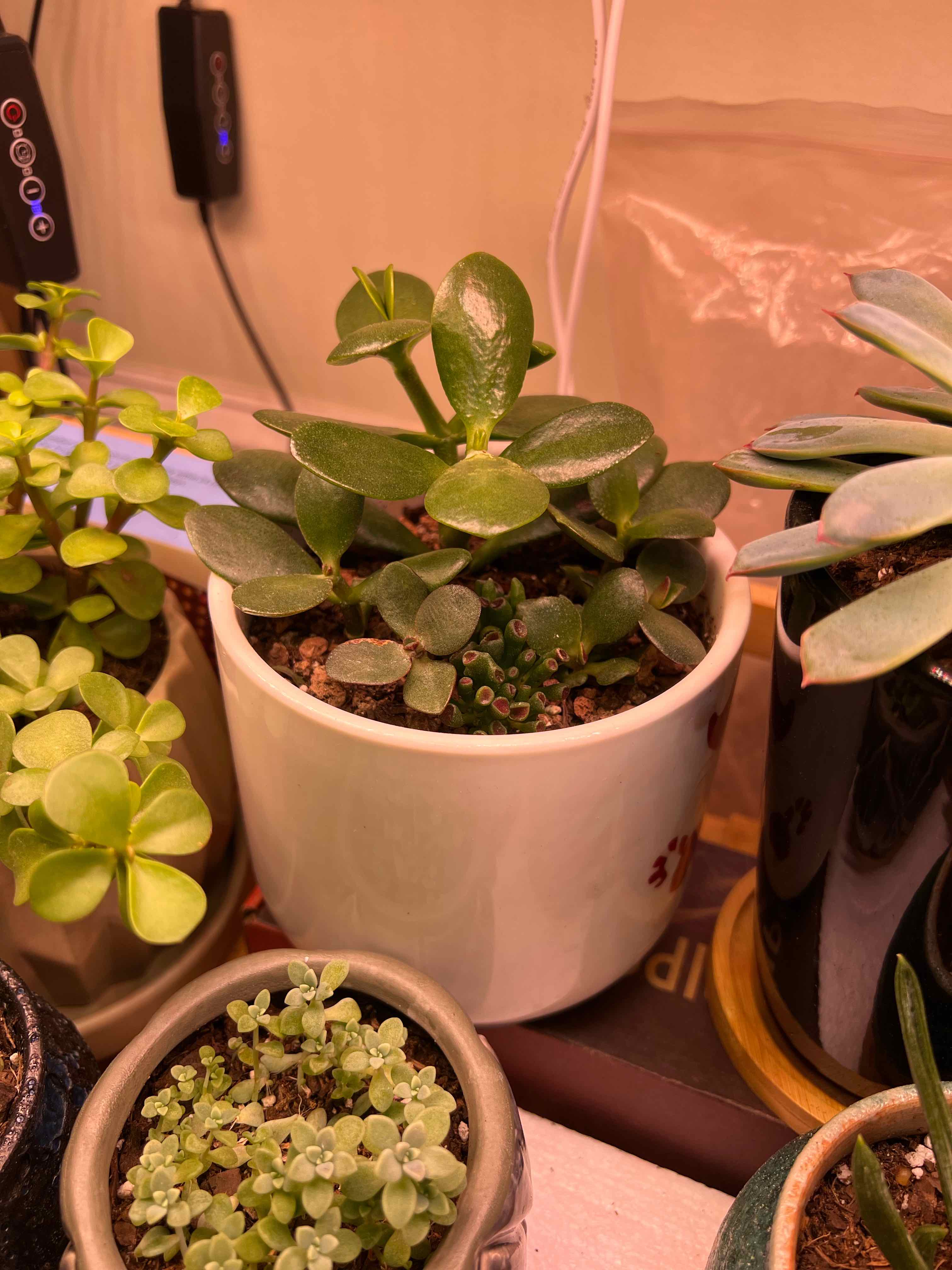 Potted Golden Jade plant among other succulents, appears healthy.