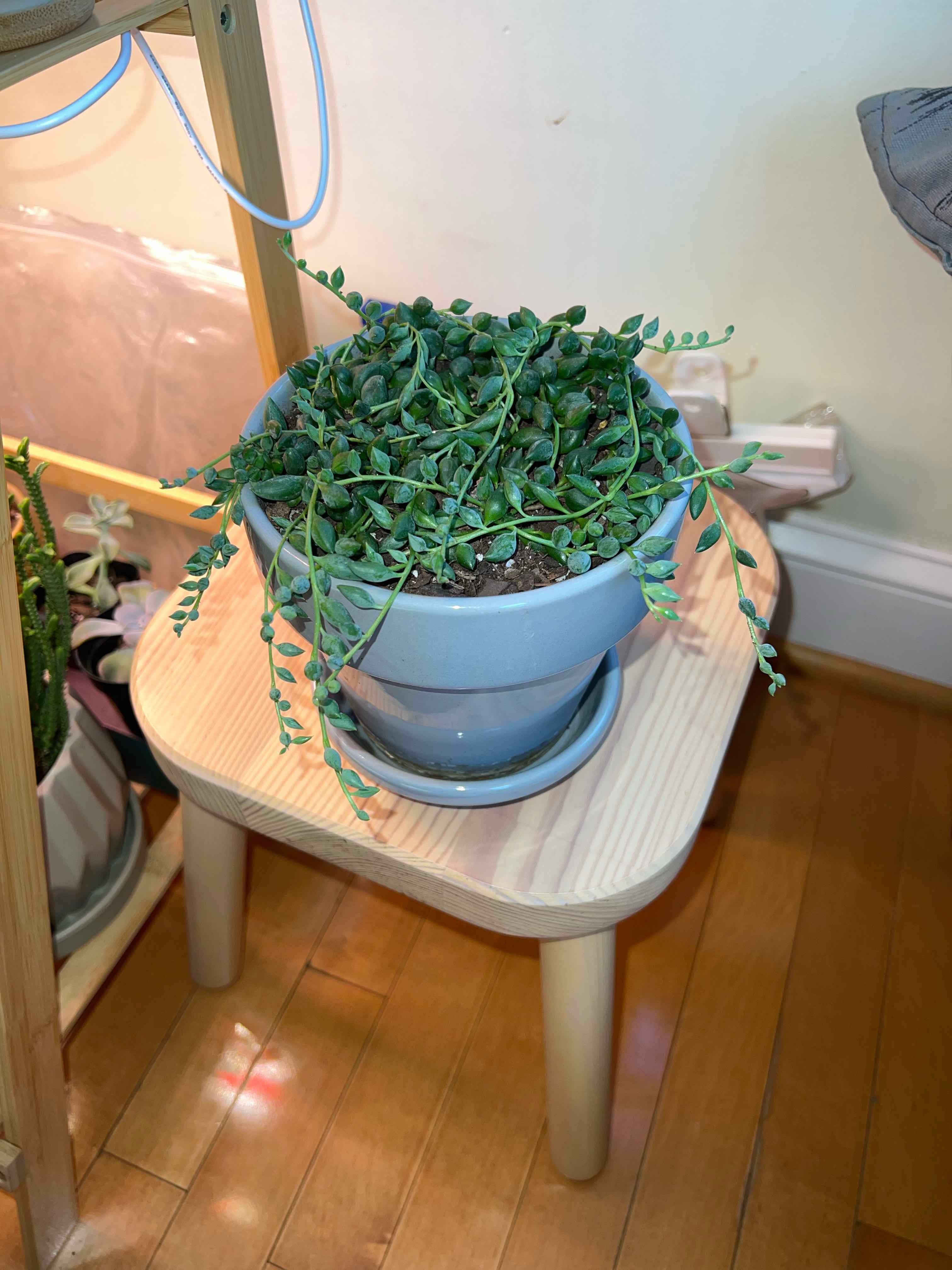Potted String of Raindrops plant on a small wooden table, appears healthy.