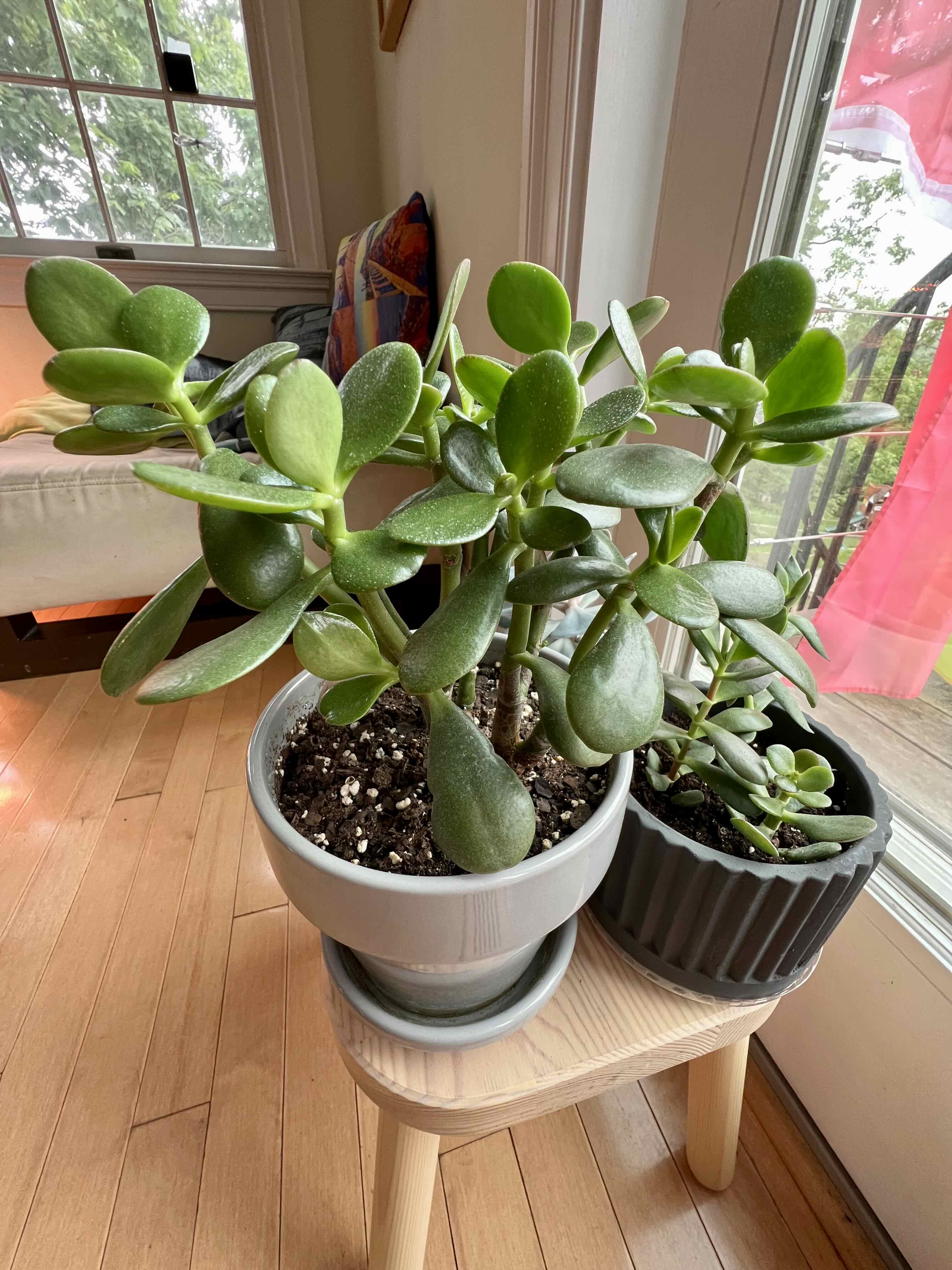 Two healthy Golden Jade plants in pots on a small table near a window.