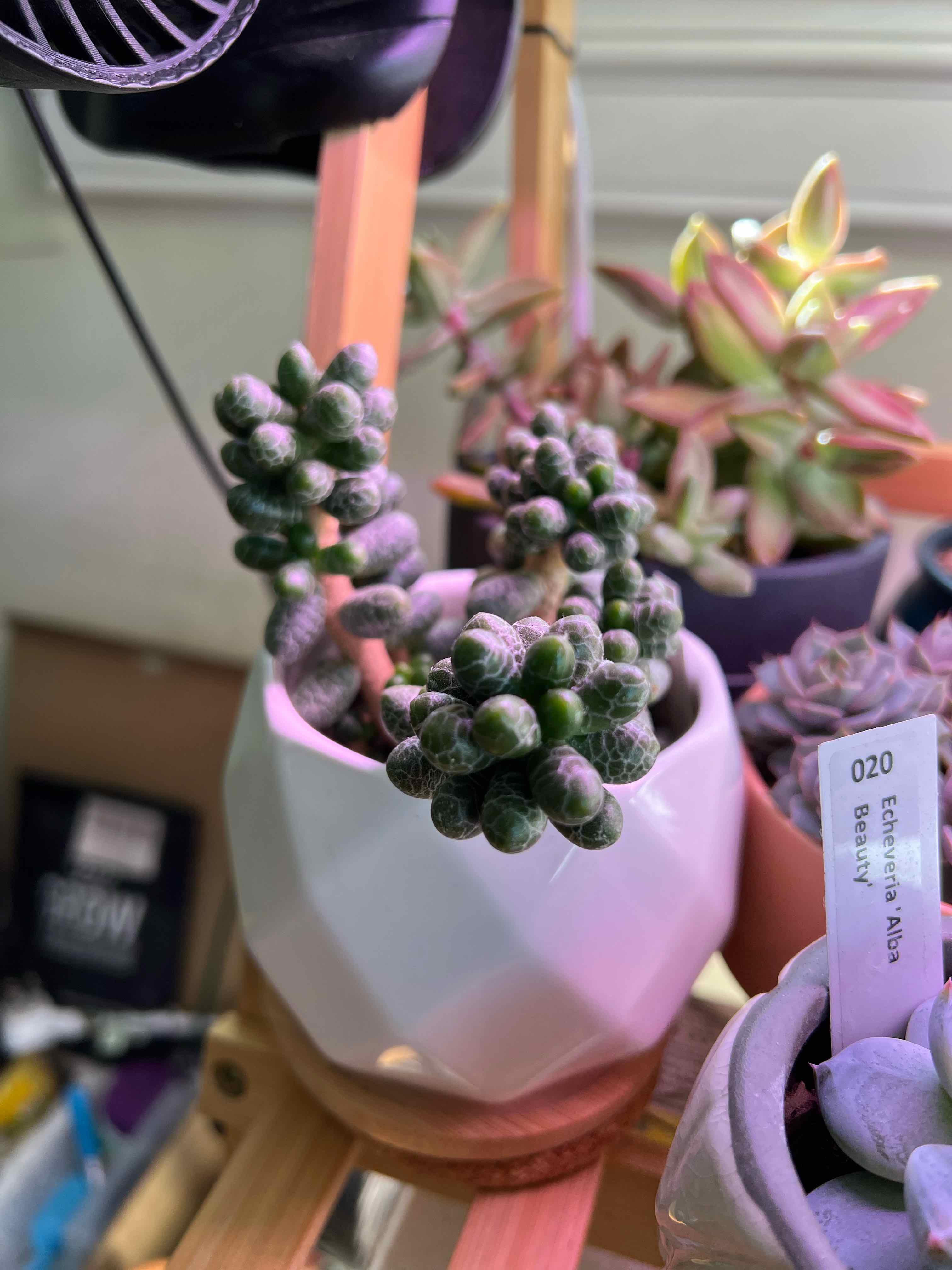 Sedum hernandezii plant in a white geometric pot with other plants in the background.