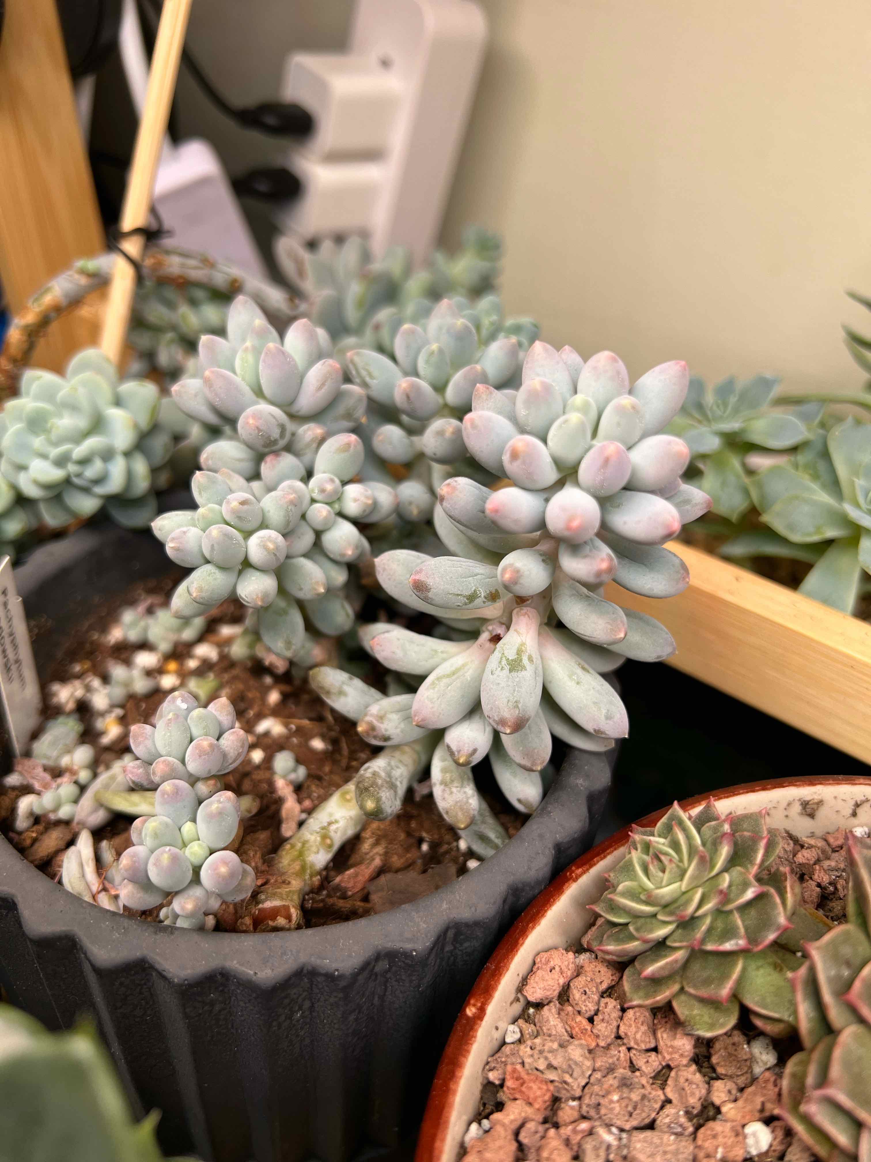 Pachyphytum Baby Finger succulent in a pot with visible soil, well-framed and in focus.