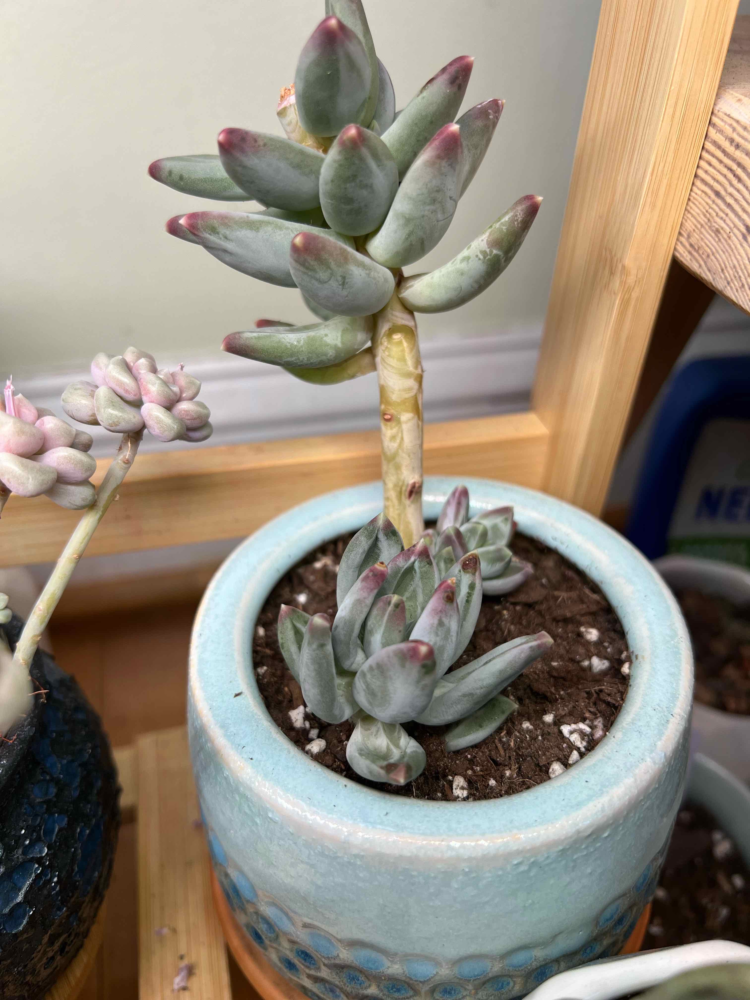 Pachyphytum 'Moon Silver' plant in a blue pot with visible soil, well-framed and in focus.