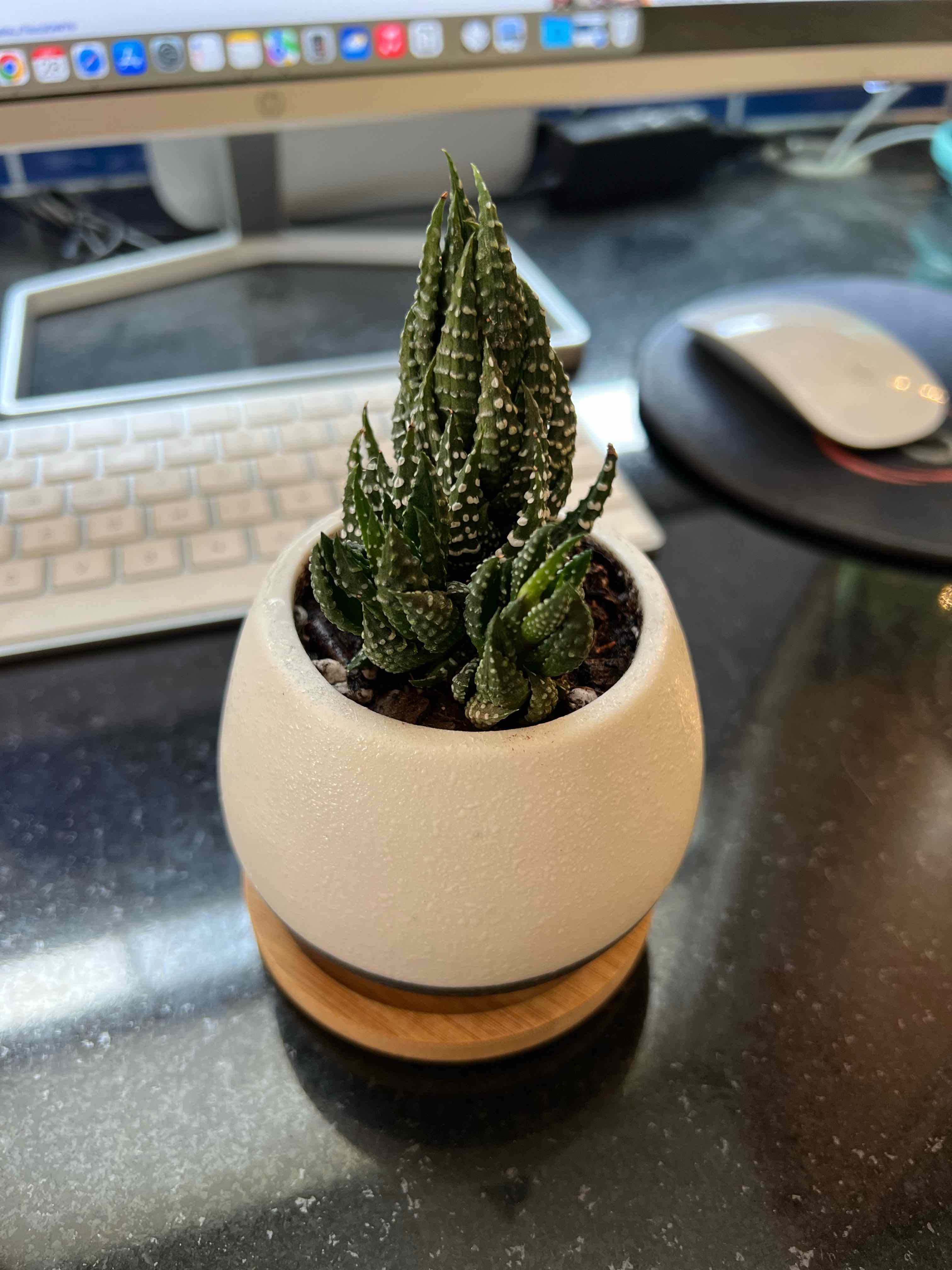 Haworthiopsis coarctata plant in a white pot on a desk with a keyboard and mouse in the background.