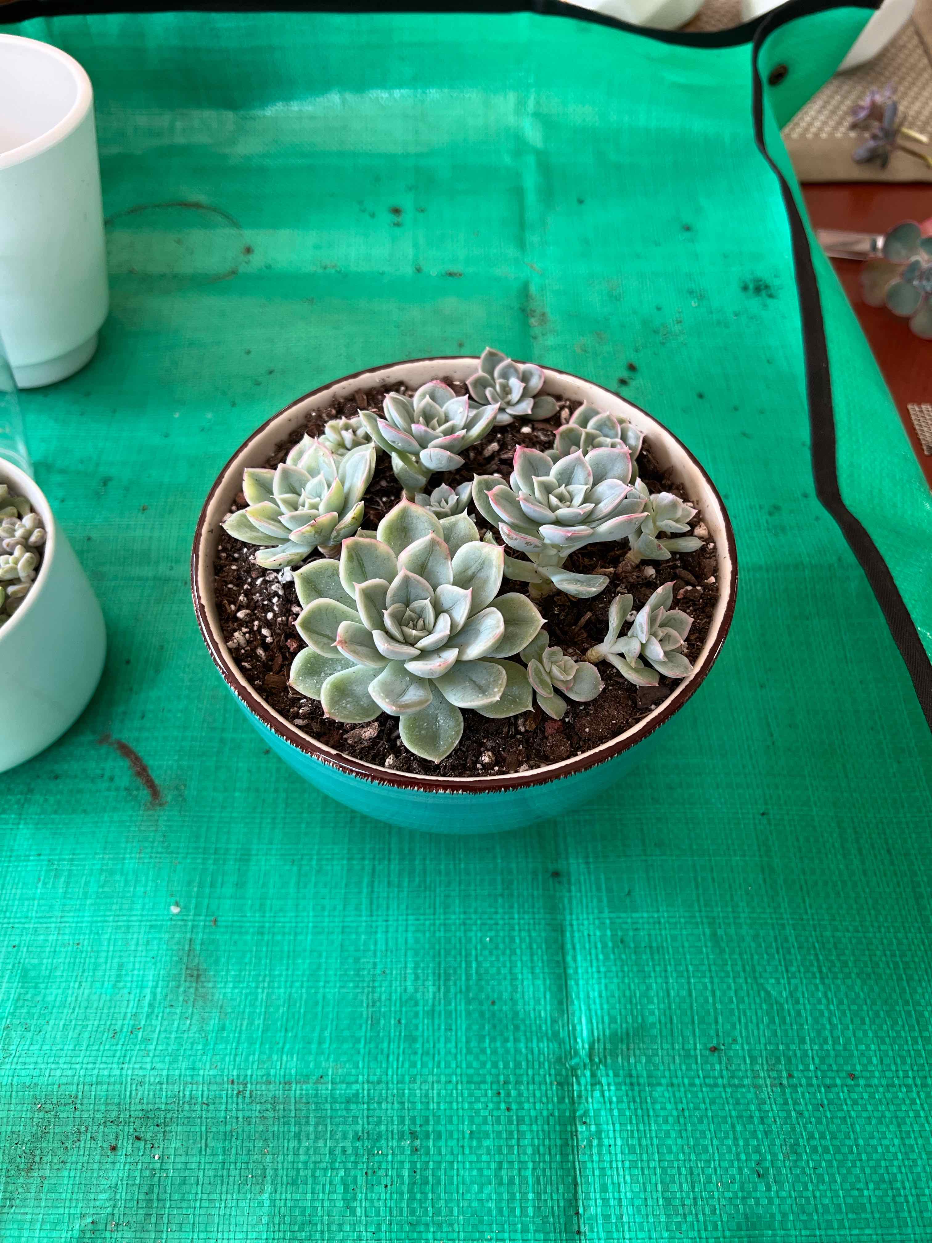 Photo of the plant species Echeveria 'Alfred' by @vvvelo named Alfred on Greg, the plant care app