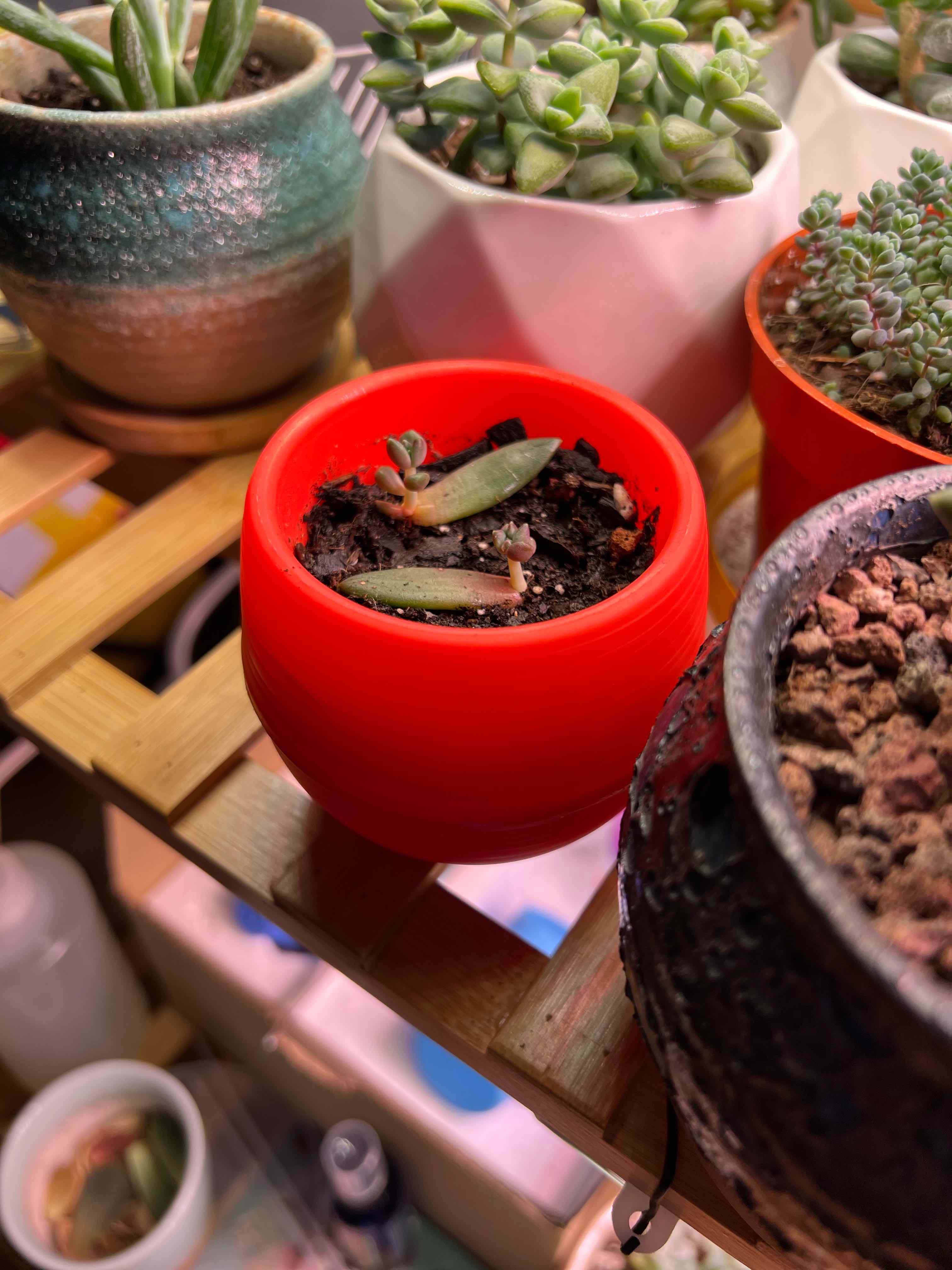 Graptoveria 'Blue Pearl' in a red pot surrounded by other succulents.