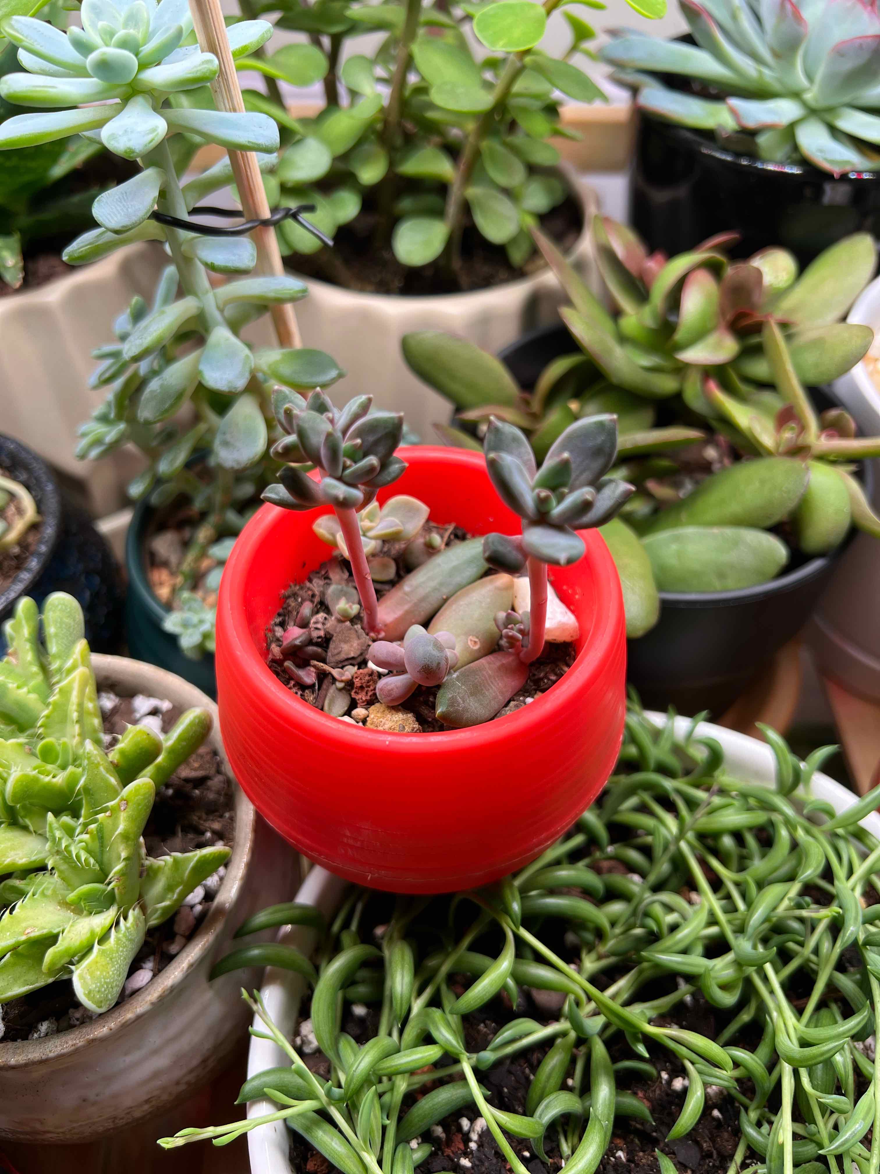 Graptoveria 'Blue Pearl' in a red pot, surrounded by other potted plants.