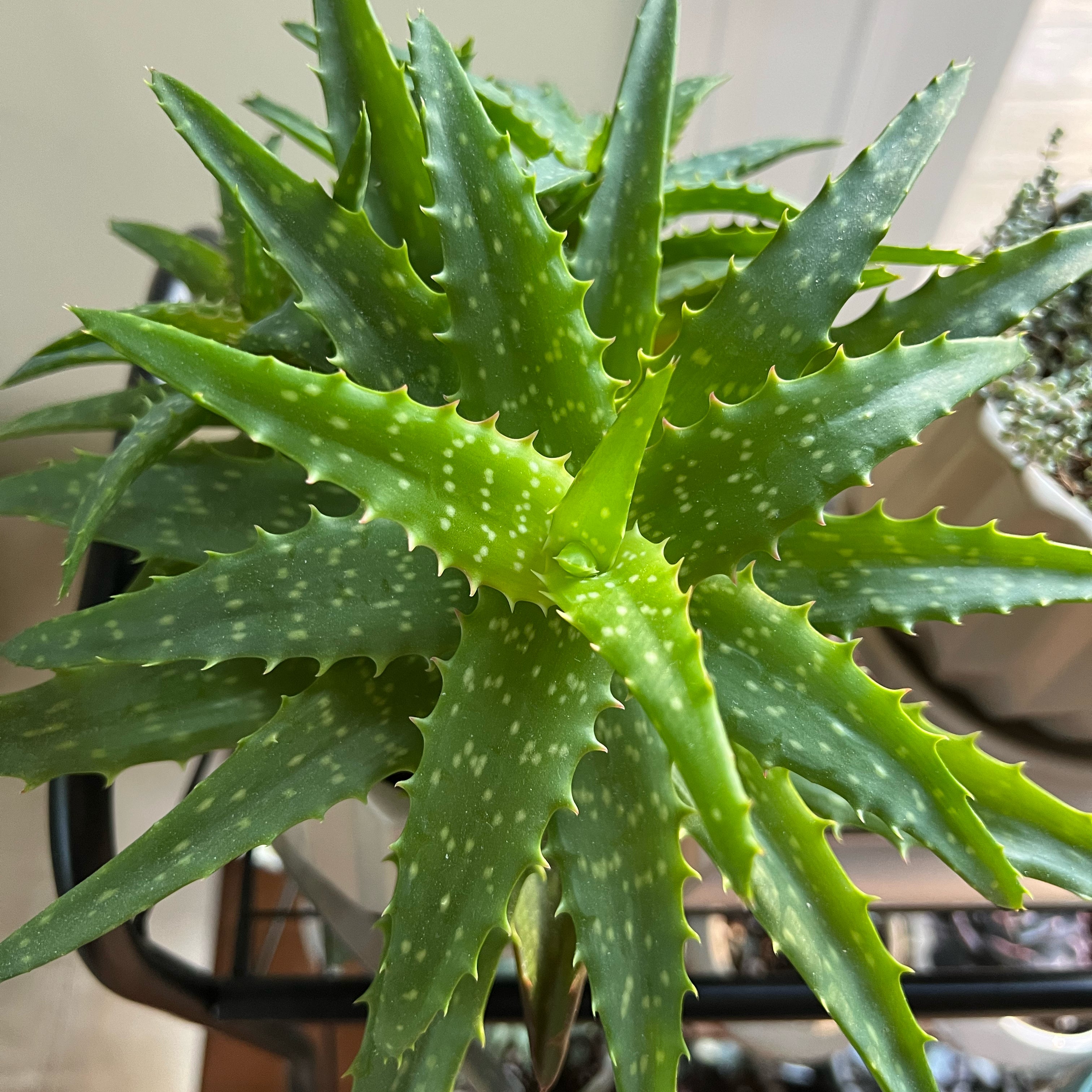 Why Are There Black Spots on My Aloe Night Sky Leaves?