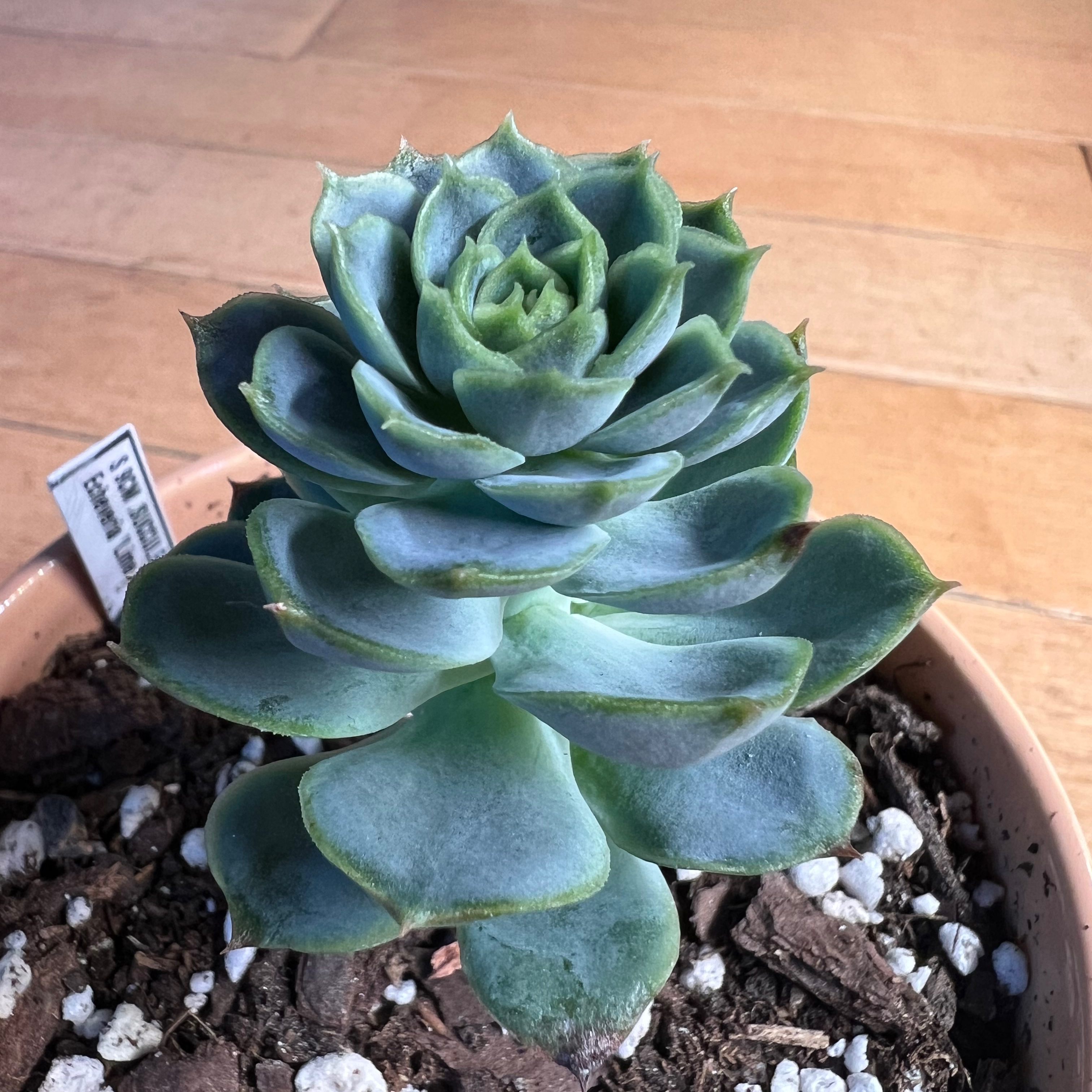 Echeveria 'Lime n' Chile' succulent plant in a pot with visible soil and perlite.