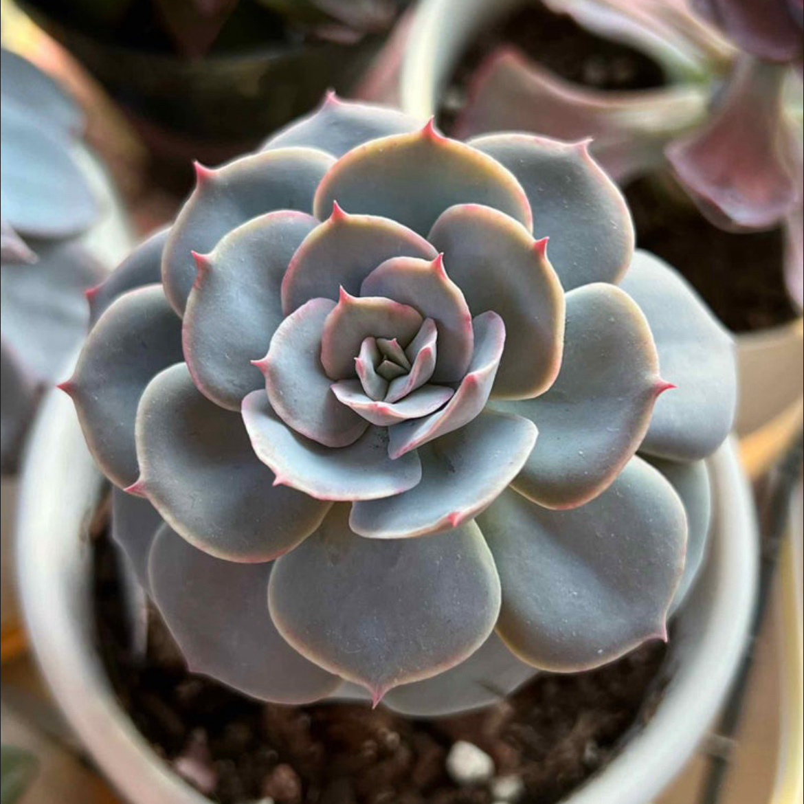 Imbricata