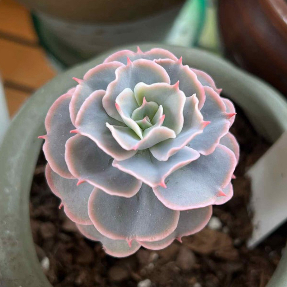 Photo of the plant species Echeveria 'Water Ripple' by @vvvelo named Water Ripple on Greg, the plant care app