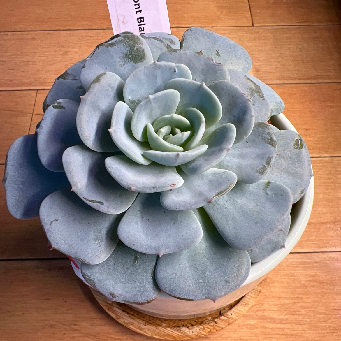 Photo of the plant species Echeveria 'Mont Blanc' by @vvvelo named Monty on Greg, the plant care app
