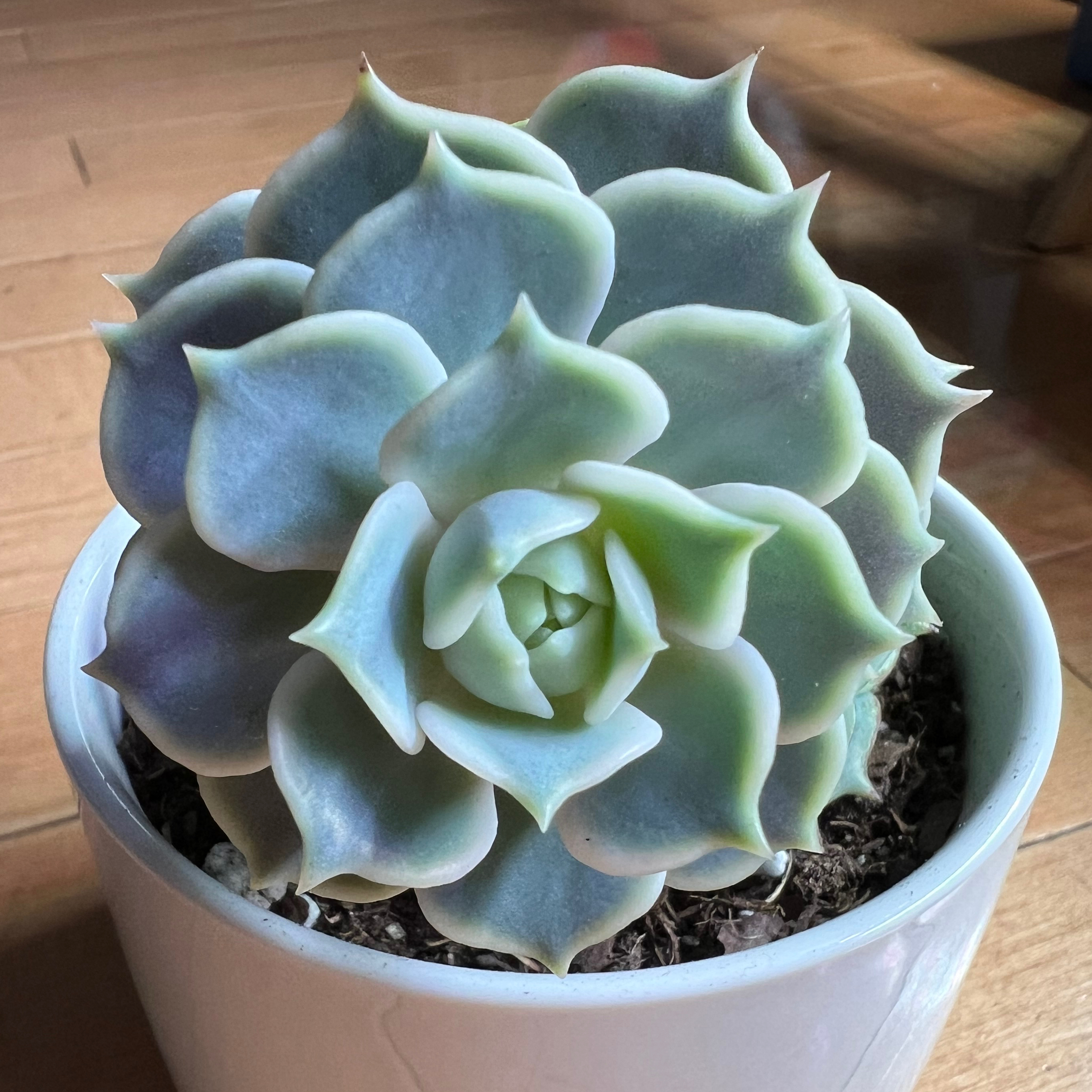 Healthy Echeveria 'Lola' succulent in a white pot with visible soil.