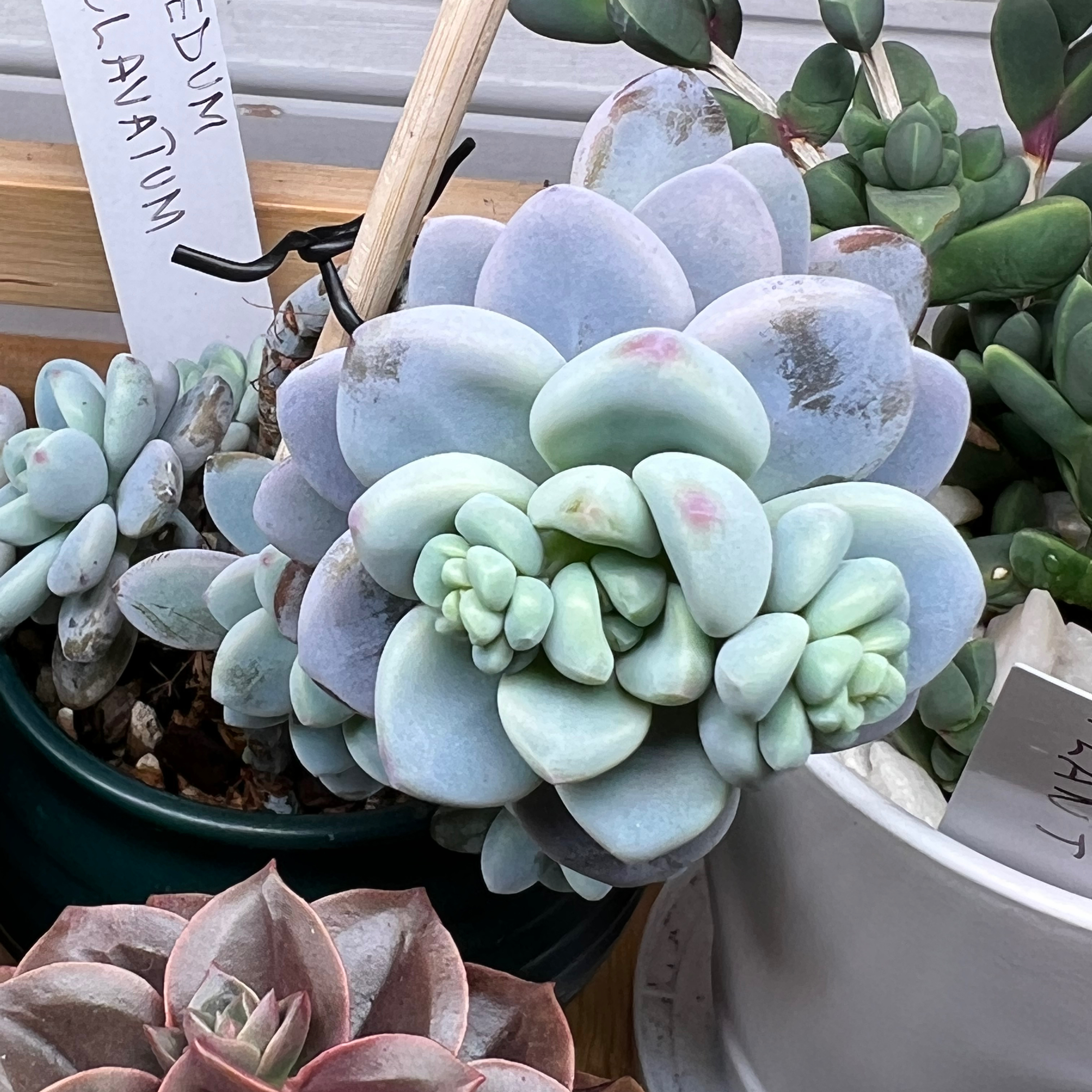 Photo of the plant species Sedum clavatum by @vvvelo named Clavatum on Greg, the plant care app