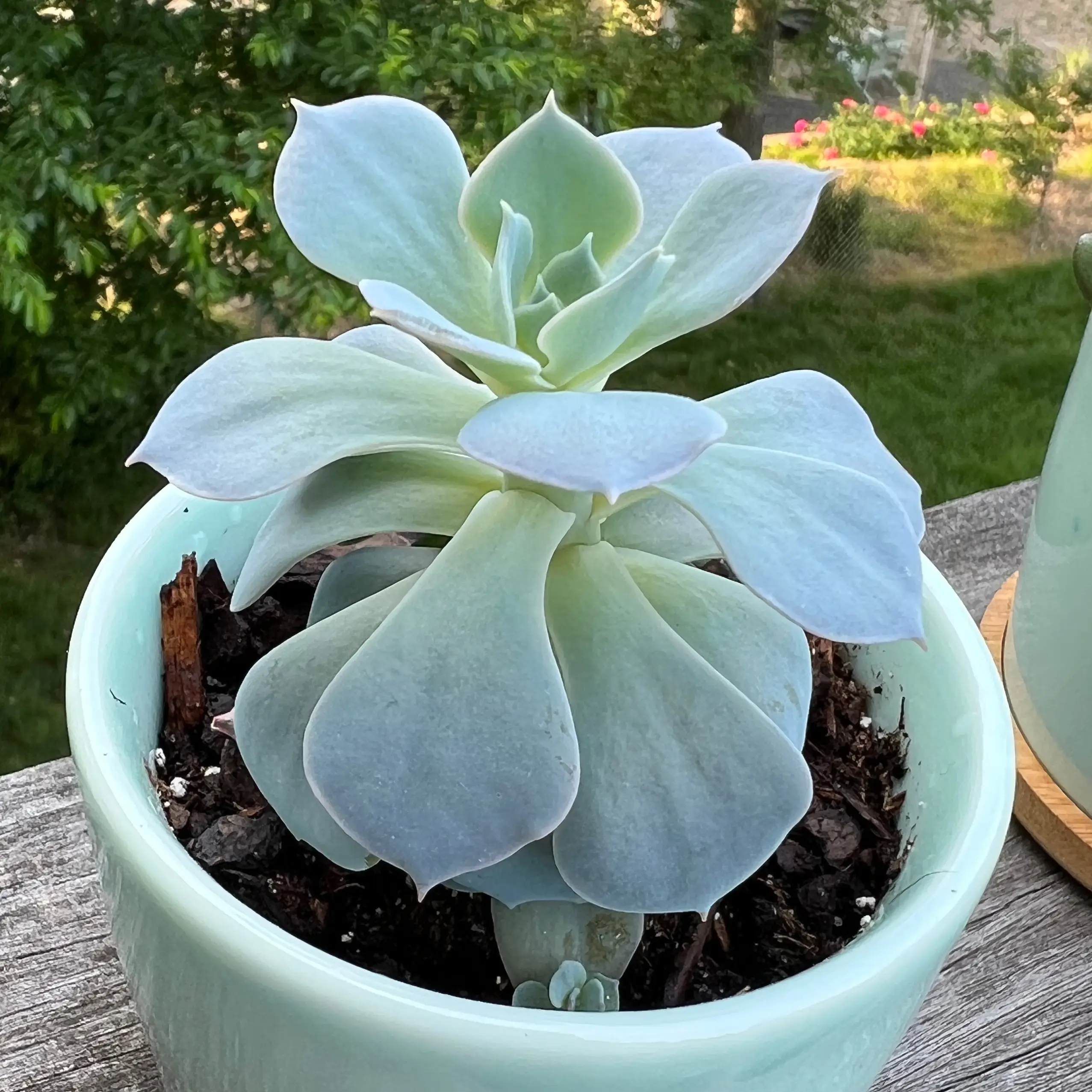Healthy Ghost Echeveria plant in a pot with visible soil, well-framed and in focus.