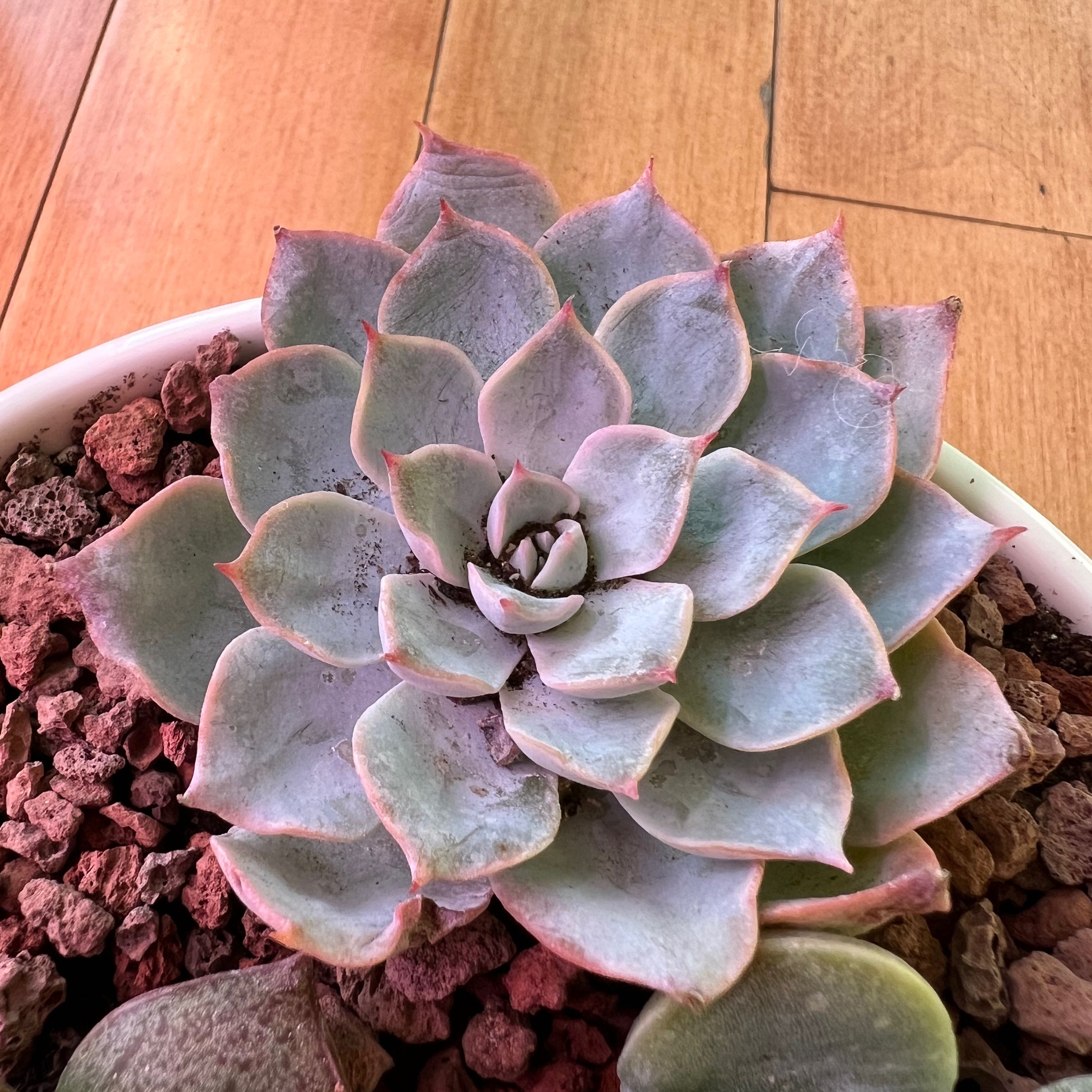 Echeveria 'Violet Queen' succulent plant in a pot with visible soil, well-framed and in focus.