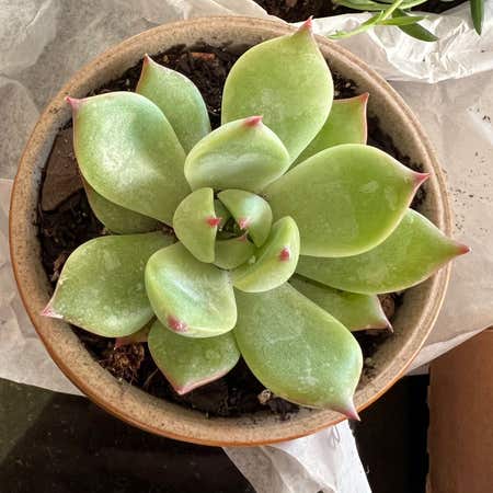 Photo of the plant species Champagne Echeveria by @vvvelo named Champagne on Greg, the plant care app