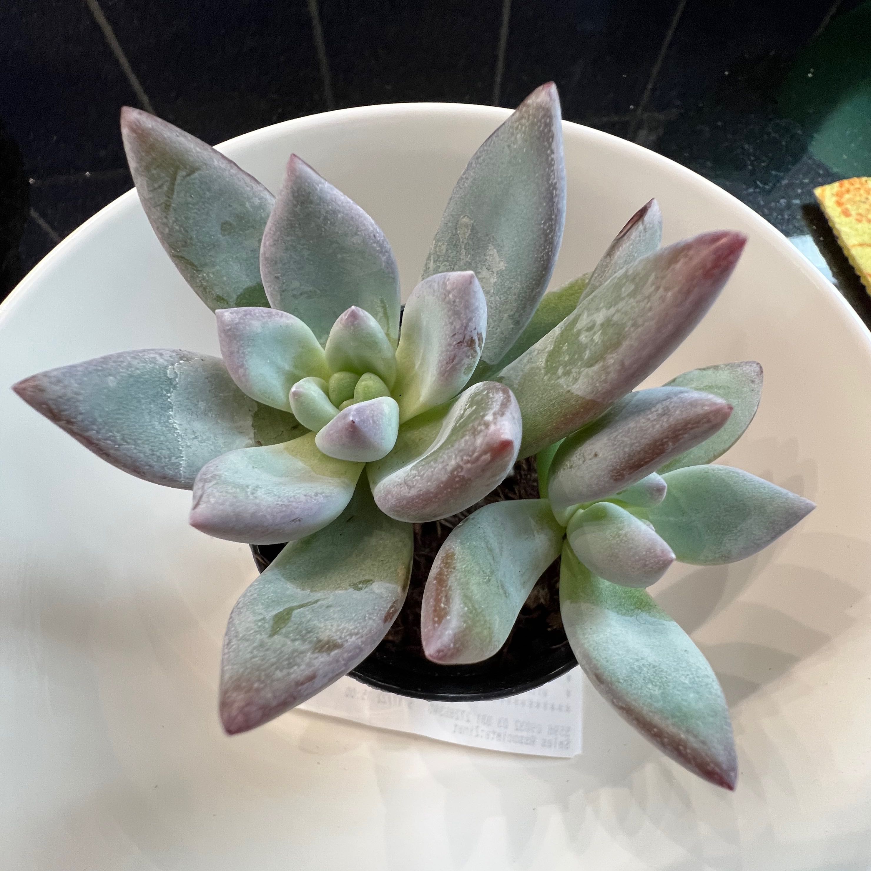 Pachyveria 'Powder Puff' succulent plant with thick, fleshy leaves in a white pot.