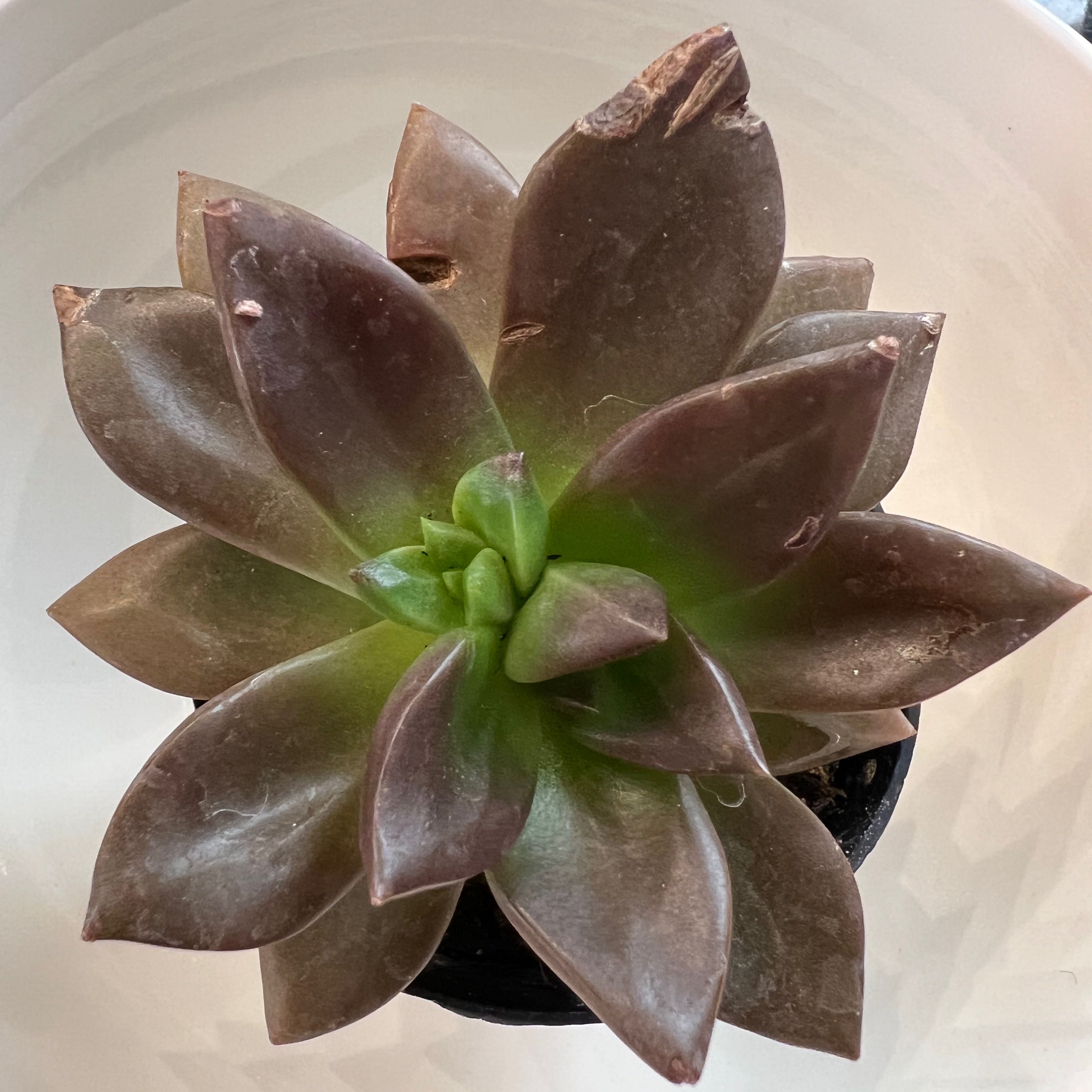 Echeveria 'Licorice' succulent with brown and green leaves in a rosette pattern.