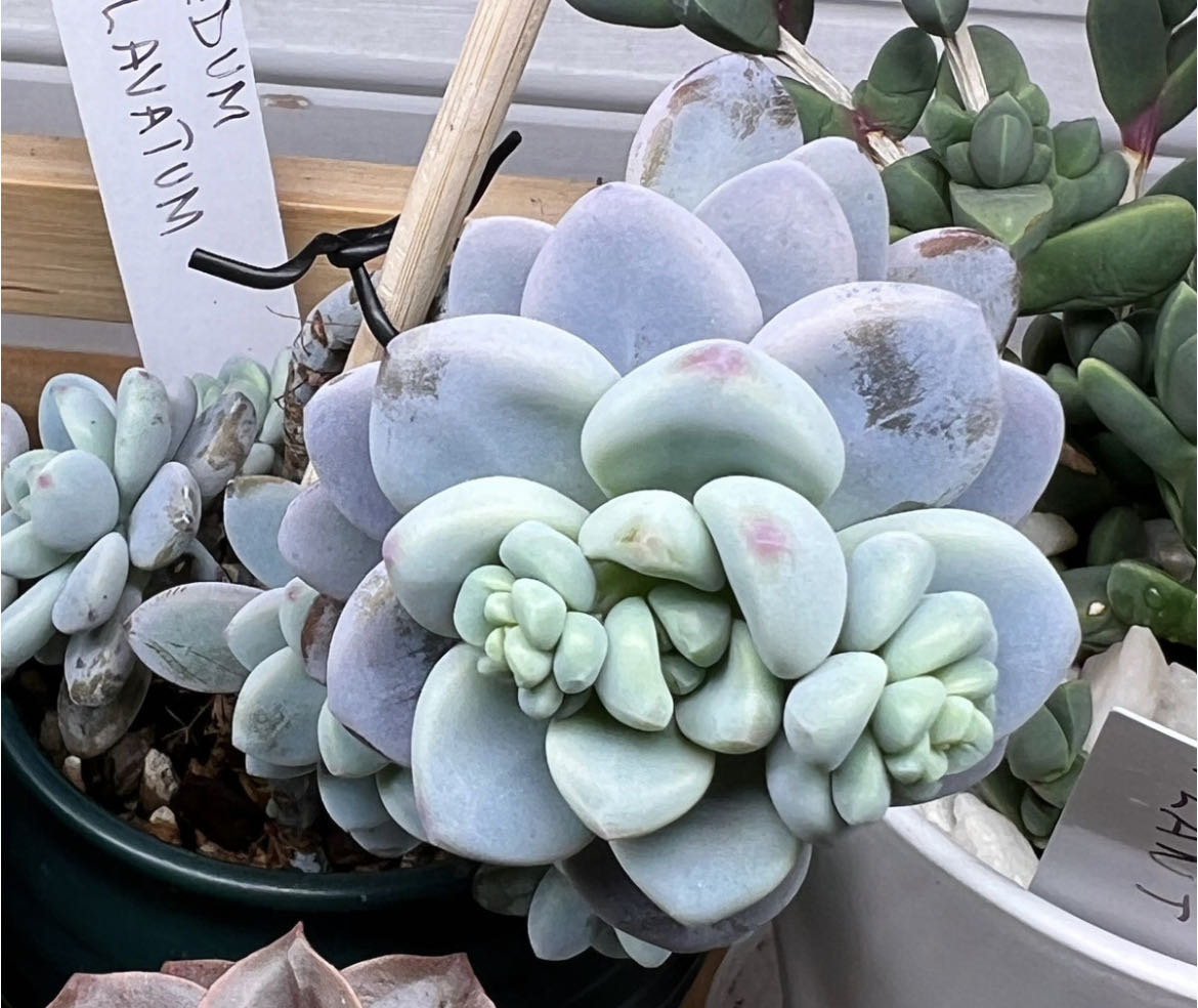 Photo from the post