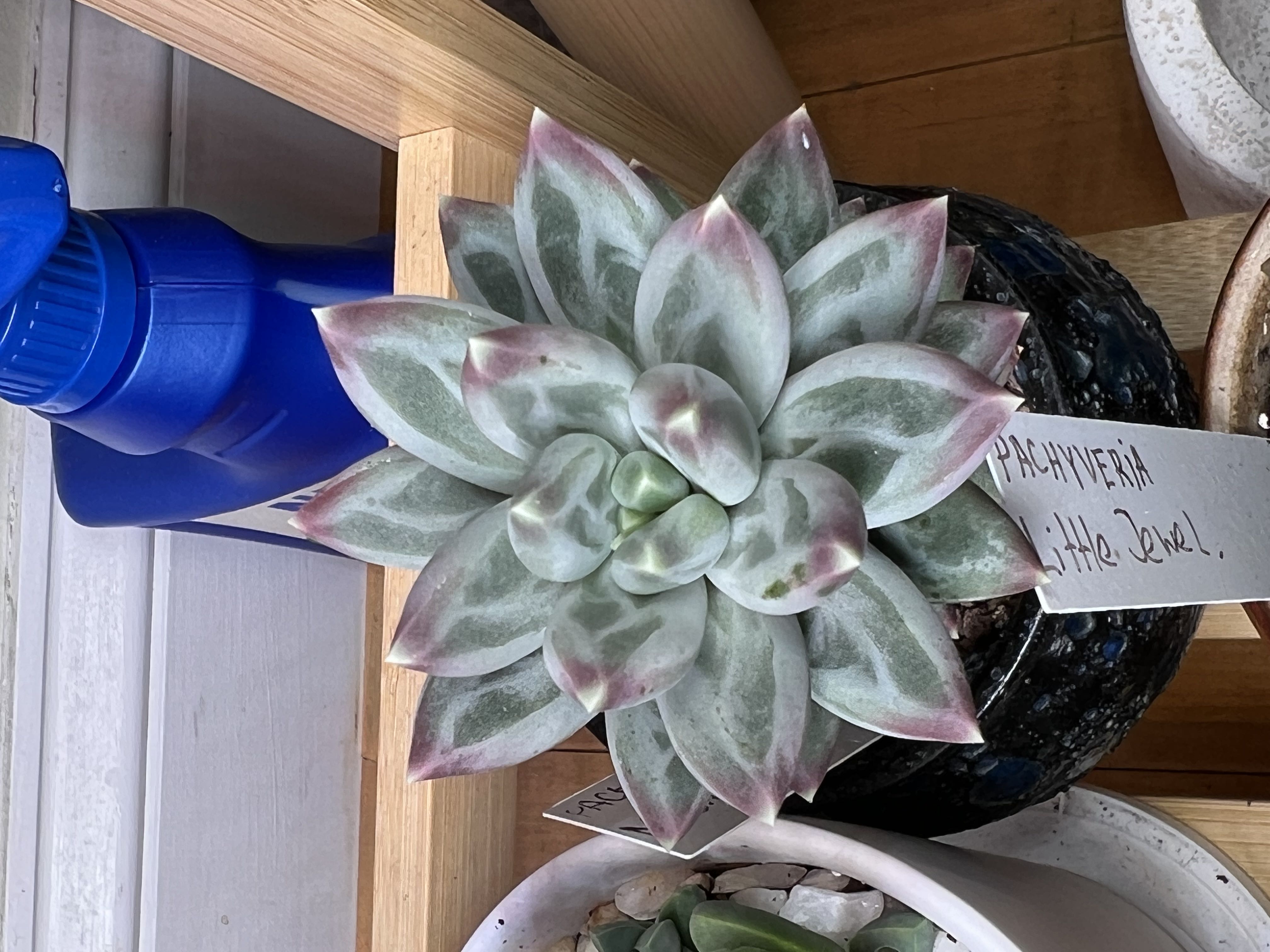 Photo from the post