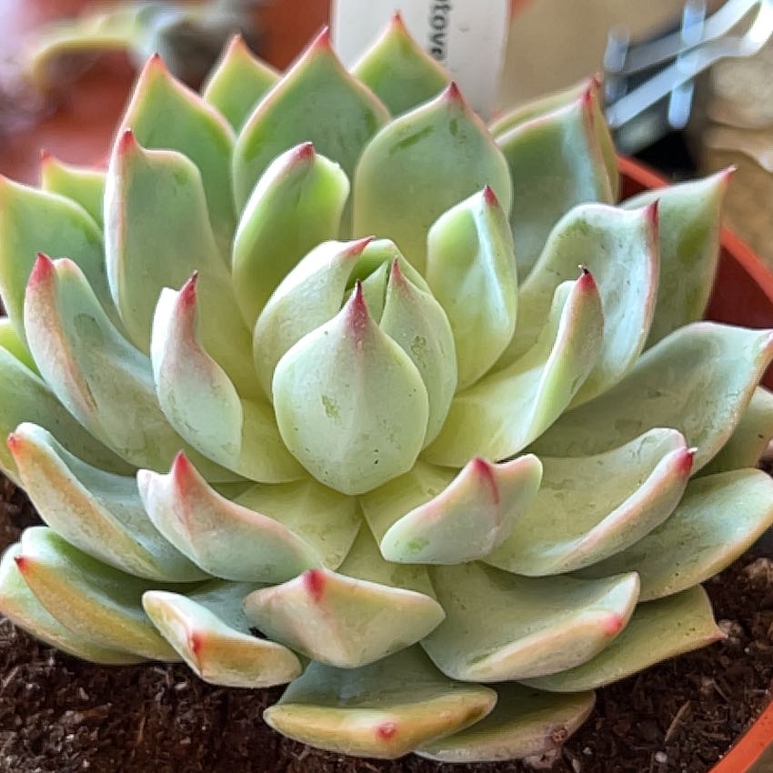 Photo of the plant species Echeveria 'Prism' by @vvvelo named Prism on Greg, the plant care app
