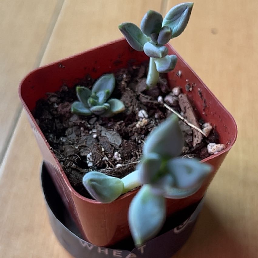 Pachyveria Little Jewel succulent in a red pot with visible soil.