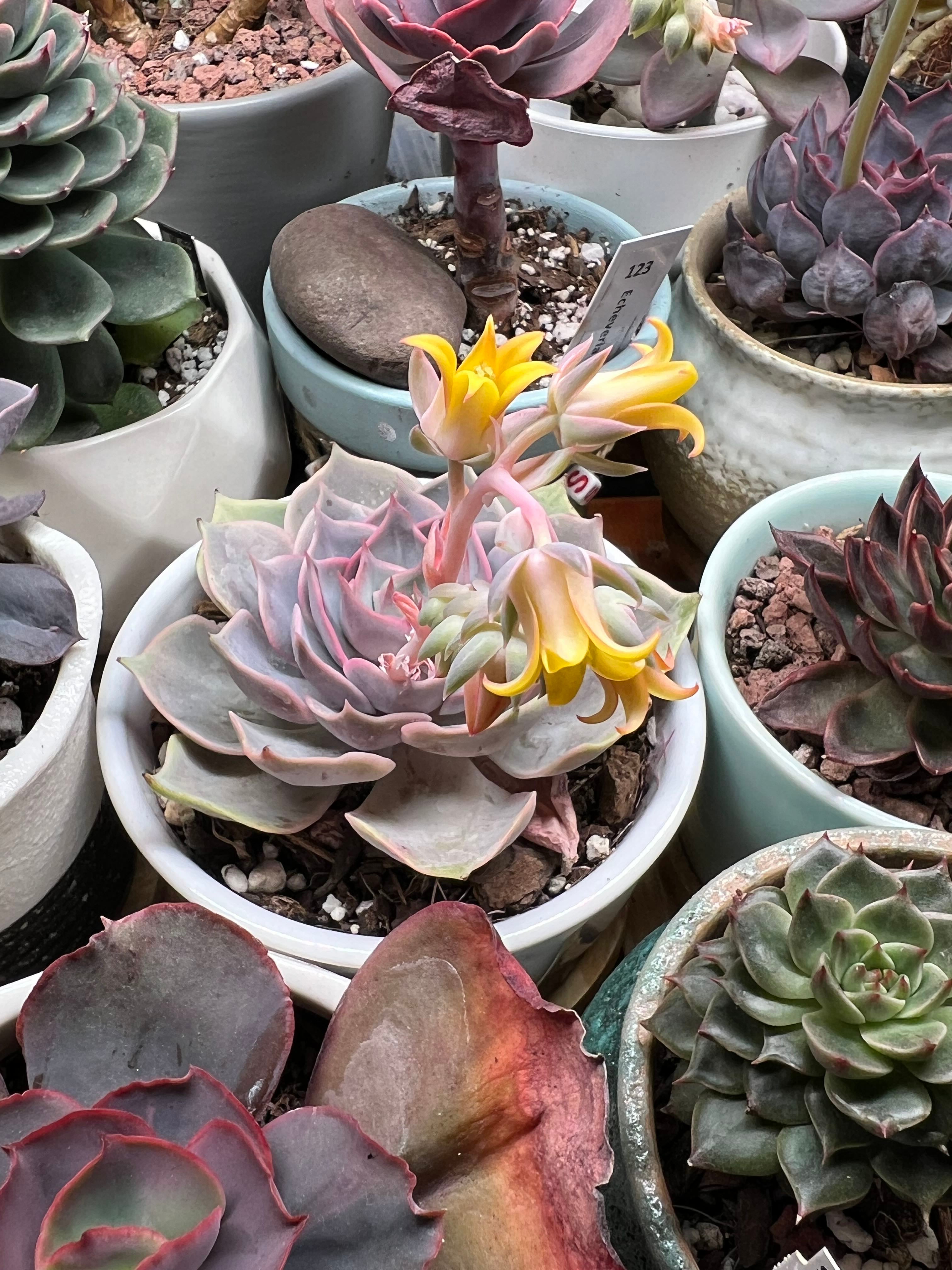 Why Are My Echeveria Chroma Leaves Droopy?