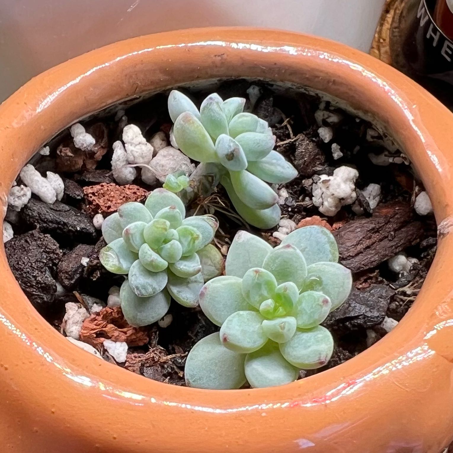 Sedum clavatum plant in a pot with visible soil and healthy green leaves.