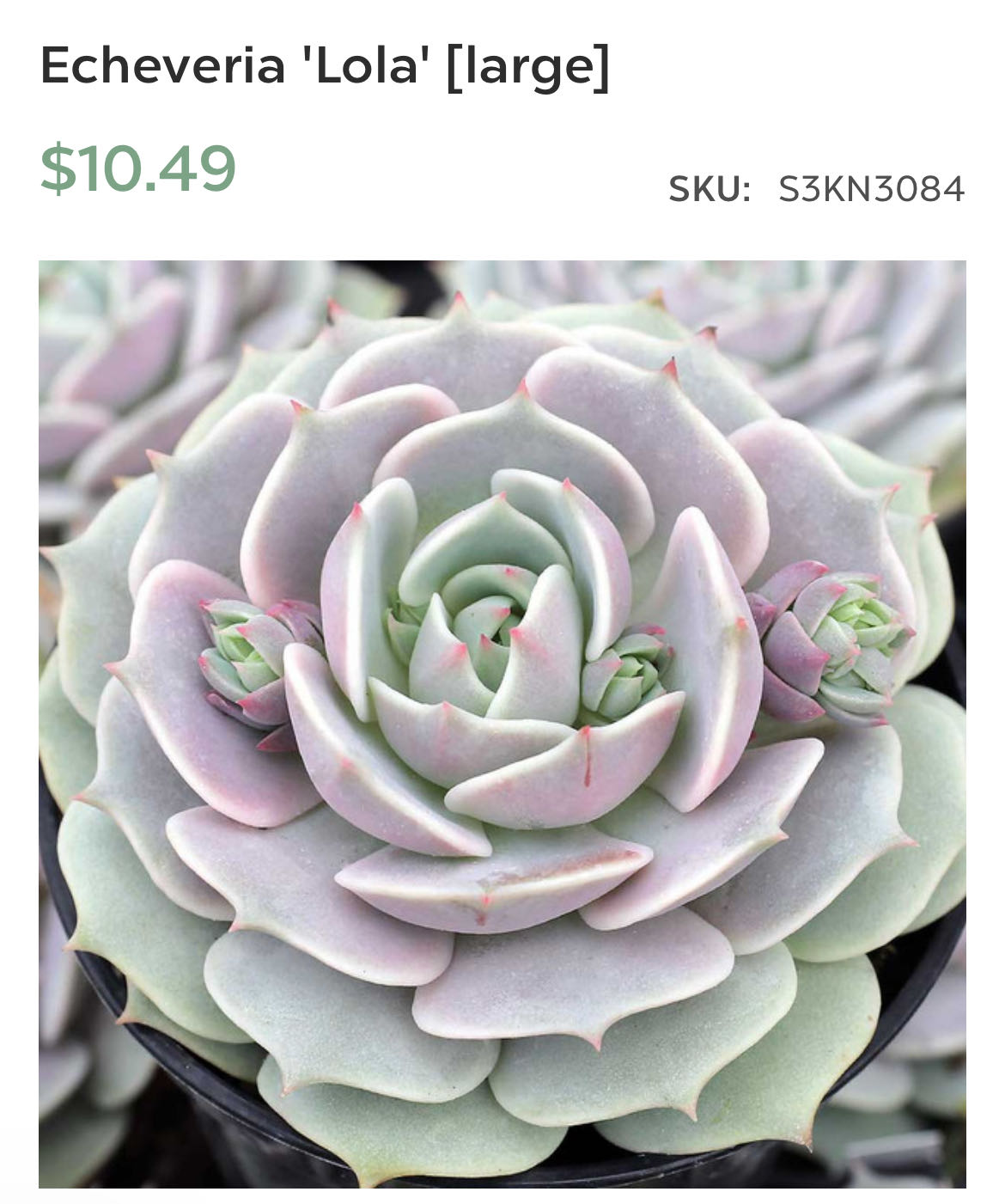 Photo from the post