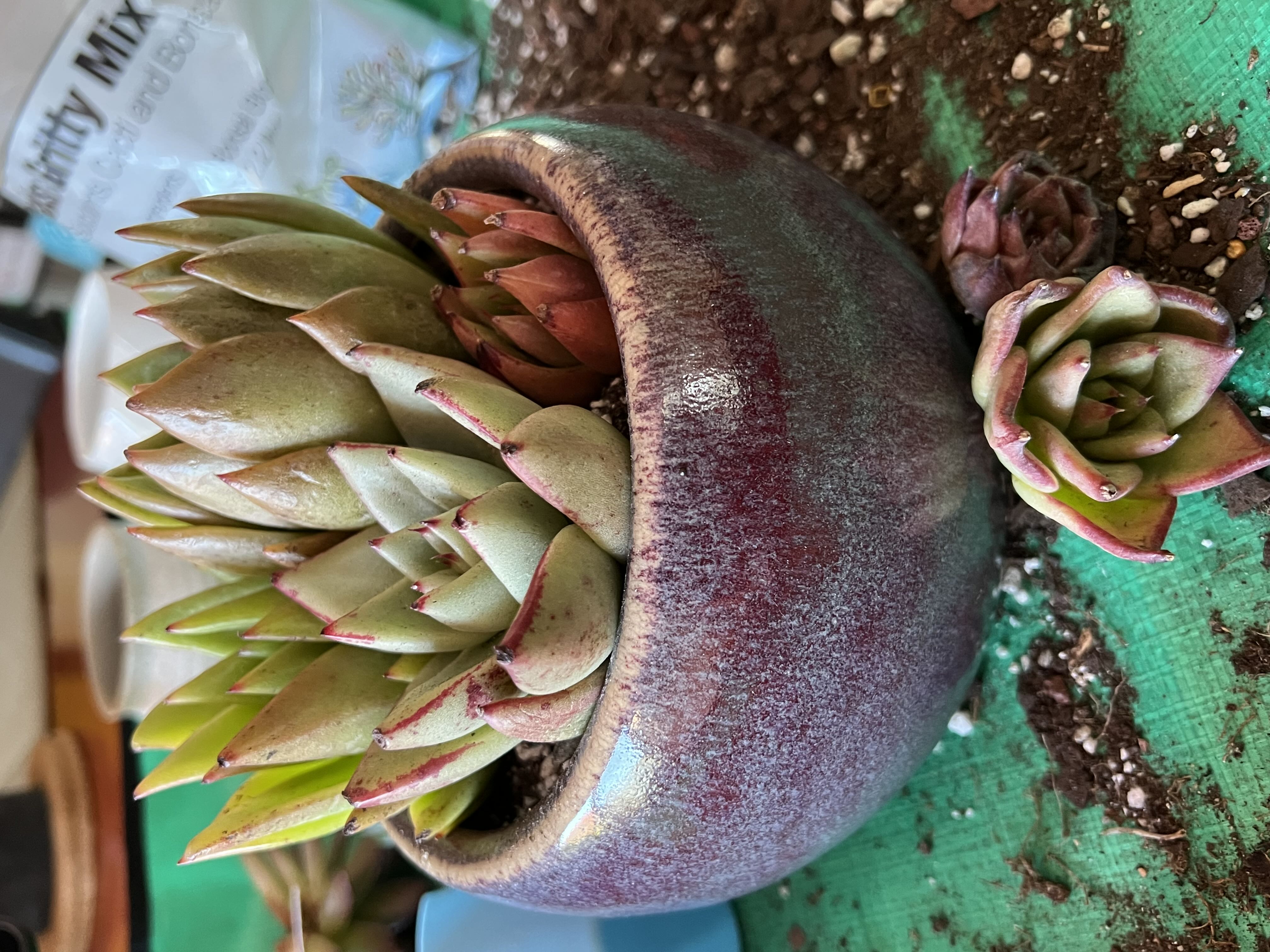 Photo from the post