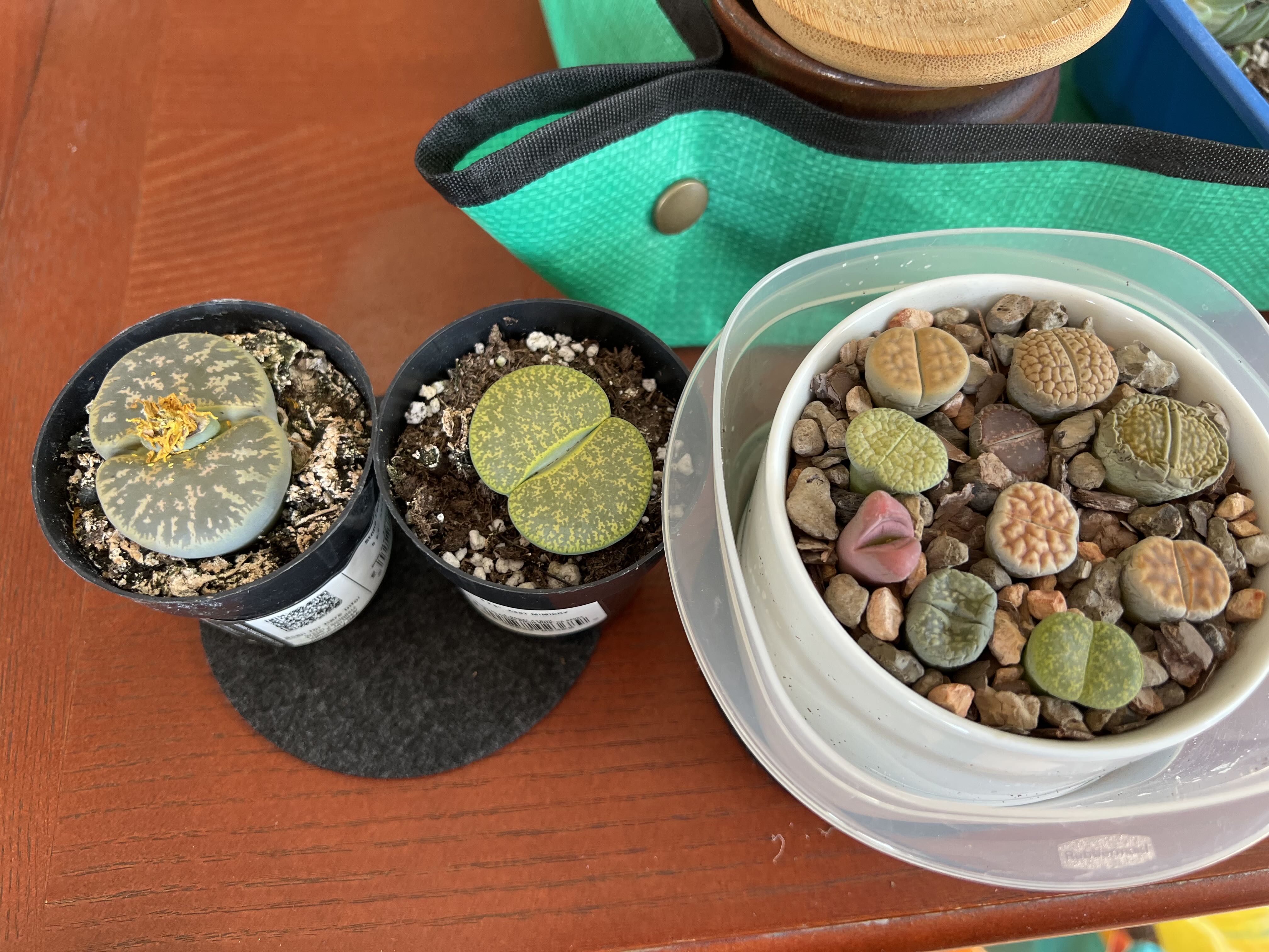Photo from the post