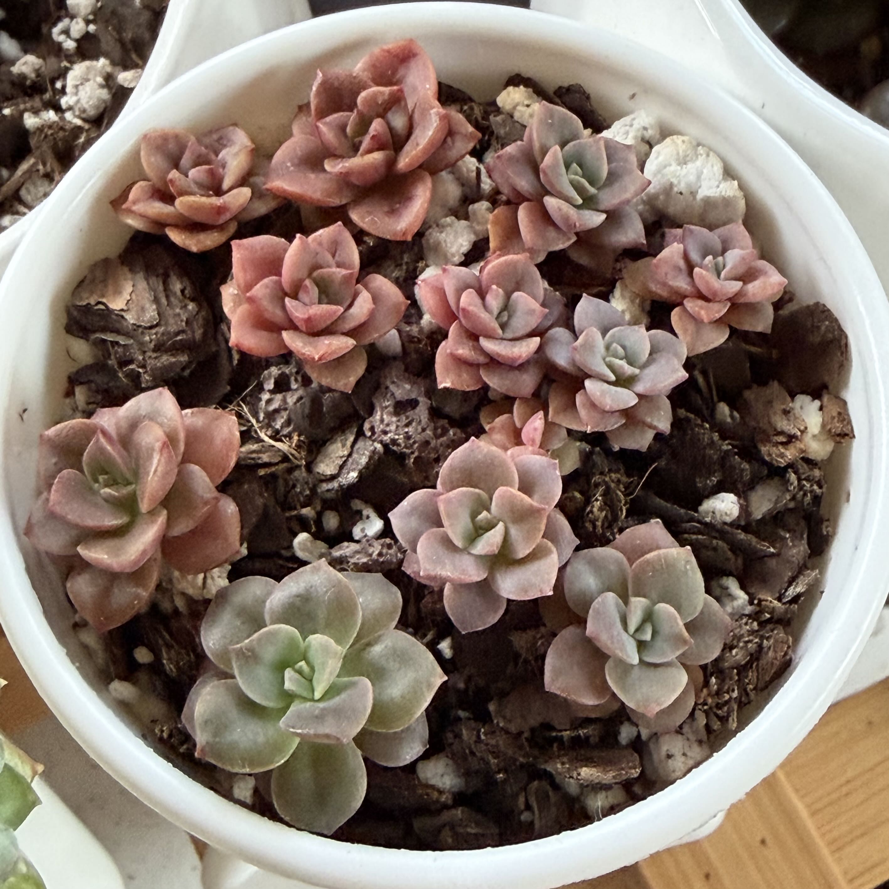 Photo of the plant species Graptoveria 'Debbie' by @vvvelo named Walt on Greg, the plant care app