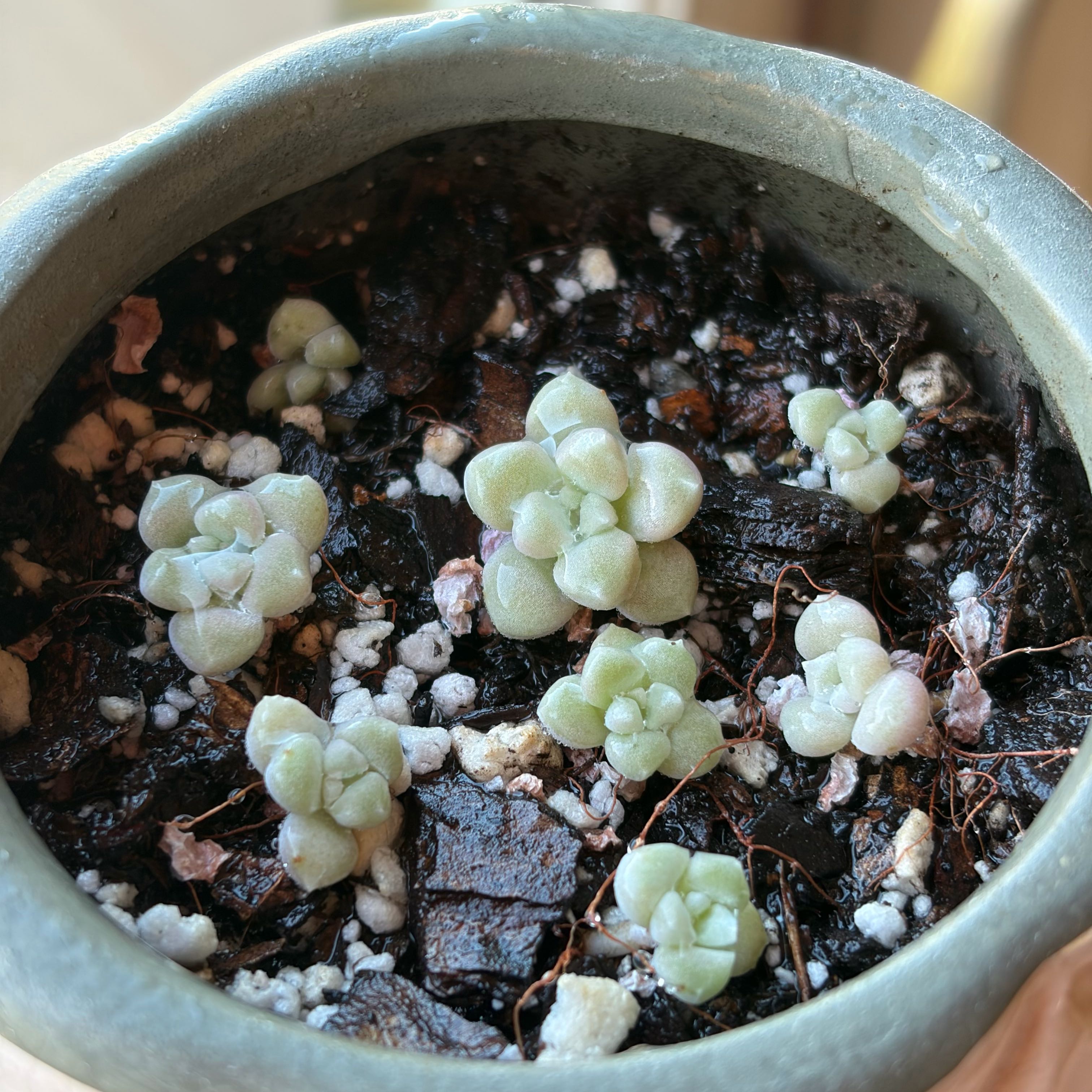 Photo of the plant species Graptopetalum mendozae by @vvvelo named Mendozae Babies on Greg, the plant care app